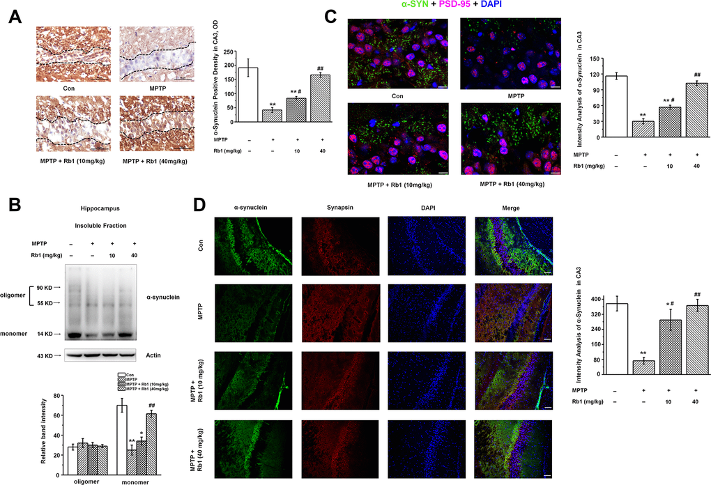 Rb1 increases α-synuclein expression in the hippocampus in the MPTP-treated mice. (A) Immunohistochemical staining of α-synuclein in the CA3 region. Note that MPTP induced the decrease of α-synuclein, which separated by the black dotted box. Scale bar, 50 μm. (B) Oligomeric and monomeric α-synuclein was extracted as stated in Material and Methods and examined by Western blotting. (C and D) Double staining of α-synuclein with PSD-95 (C) or synapsin (D). Scale bar, 10 μm in (C) and 60 μm in (D). n = 7 per group. Western blotting results are from two of the six mice in each group and are expressed as the mean ± SEM of three experiments. **p *p ##p #p post hoc comparisons.