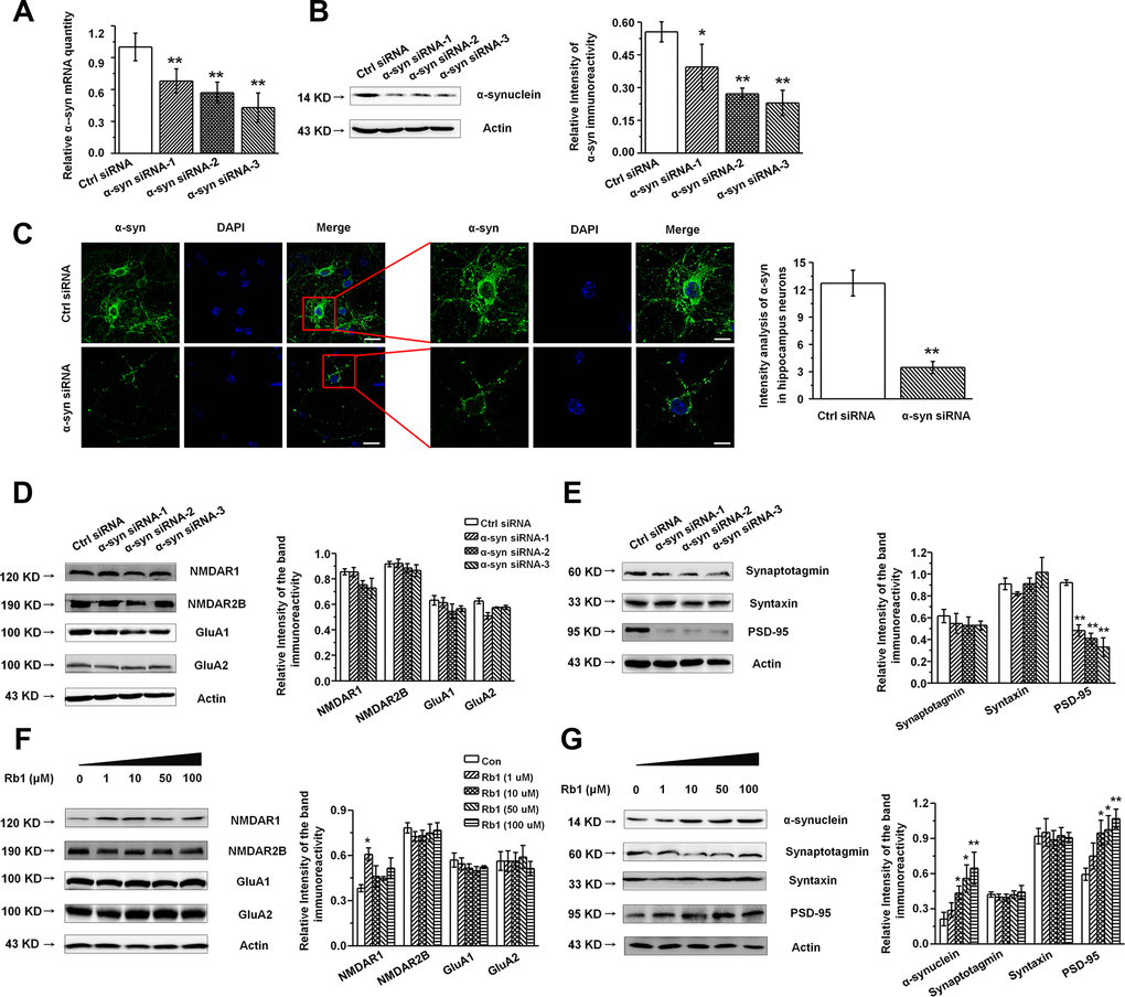 Knockdown of α-synuclein in the primary cultured hippocampal neuron in vitro. (A and B) The interference efficiency of α-synuclein siRNA was confirmed by qRT-PCR (A) and Western blotting (B). (C) Immunofluorescence staining of control or α-synuclein siRNA in cultured hippocampal neuron. Scale bar, 30 μm for the low-power field in the left and 15 μm for the high-power field in the right. (D and E) Effects of α-synuclein siRNA on the glutamate receptors and synaptic proteins expressions in cultured hippocampal neuron. (F) Effects of Rb1 on the glutamate receptors and synaptic proteins expressions in cultured hippocampal neuron. n= 10 for (C), n = 7 per group for (A), n = 6 for (B) and (D–G). Scale bar, 80 μm. Results are expressed as the mean ± SEM of three experiments. **p *p t-test for (C), and one-way ANOVA and Bonferroni tests as post hoc comparisons for (A, B) and (D–G).