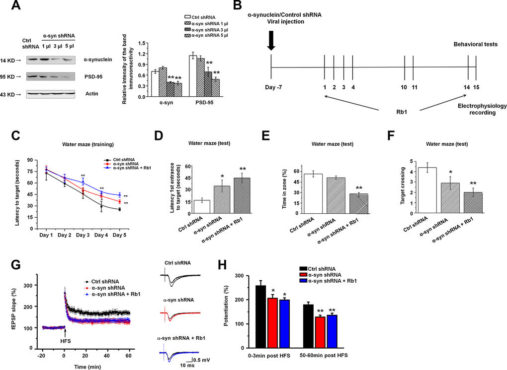 Knockdown of α-synuclein in hippocampal CA3 impaired learning and memory in normal mice. (A) The interference efficiency of α-synuclein shRNA was confirmed by Western blotting. n = 6 per group. (B) Experimental timeline. Seven days after the LV- α-synuclein shRNA or control shRNA virus was stereotaxically injected in the hippocampal CA3 region, mice were given saline or Rb1. Control shRNA and α-synuclein shRNA mice were intraperitoneally injected with vehicle (saline) from day 1 to day 14. α-Synuclein shRNA+Rb1 mice were intraperitoneally injected with Rb1 from day 1 to day 14. One day after the last Rb1/saline injection (day 15), behavioral tests and electrophysiological recording were performed. (C–F) Morris water maze tests were conducted after treatment with α-synuclein shRNA and Rb1. Mice were analyzed for (C) the escape latency during a 5-day training course. In the probe tests, mice were analyzed (D) for the escape latency, (E) the time spent in the target zone, and (F) the target crossing to reach the target platform from the entrance. n = 12 per group. (G) LTP at the SC-CA1 synapses was recorded in mice treated with α-synuclein shRNA or α-synuclein shRNA + Rb1. The middle image shows representative traces of fEPSP recordings of responses before and 50 min after high-frequency stimulation (HFS; arrow). (H) Quantitative analysis of LTP data in (G). The level of fEPSP potentiation was determined at a mean of 0–3 min and 50–60 min after high-frequency stimulation. n = 6. Results are expressed as the mean ± SEM. **p *p post hoc comparisons.