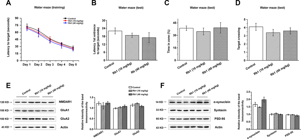 Effect of Rb1 treatment on the glutamate receptors and synaptic expressions in the hippocampus in normal mice. (A–D) Morris water maze tests were conducted after treatment with Rb1 (10 mg/kg or 40 mg/kg) in normal mice. Mice were analyzed for (A) the escape latency during a 5-day training course. In the probe tests, mice were analyzed (B) for the escape latency, (C) the time spent in the target zone, and (D) the target crossing to reach the target platform from the entrance. n = 8 per group. (E and F) Effects of Rb1 on the glutamate receptors and synaptic proteins expressions in the hippocampus in normal mice. Western blotting results are from two of the six mice in each group and are expressed as the mean ± SEM of three experiments. Statistical significance was determined by one-way ANOVA and Bonferroni tests as post hoc comparisons.