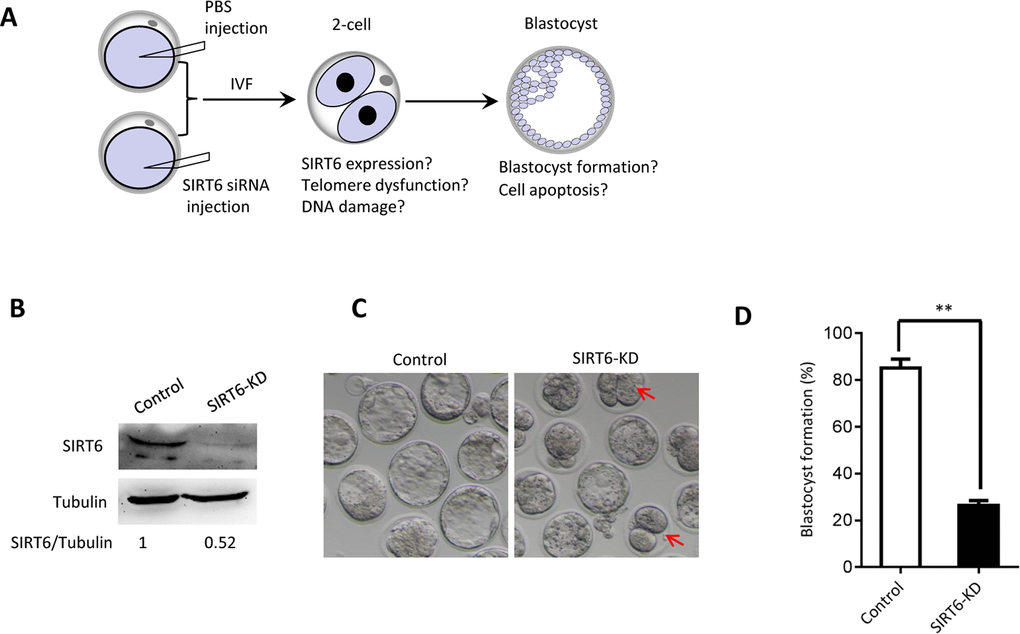 SIRT6 knockdown in oocytes results in the developmental delay of early embryos. (A) Schematic presentation of the SIRT6-knockdown experiments. (B) Efficiency of SIRT6 knockdown (SIRT6-KD) after siRNA injection was verified by immunoblotting. Tubulin served as a loading control. Band intensity was calculated using Image J software. (C) Representative contrast images of blastocyst embryos derived from control and SIRT6-KD oocytes. Red arrows indicate the developmental delay. (D) The percentage of zygotes that successfully progressed to the blastocyst stage during in vitro culture (n= 65 for control; n=55 for SIRT6-KD). Data are expressed as mean percentage ± SD of three independent experiments. Statistical analyses were performed with Student’s t-test. **P 