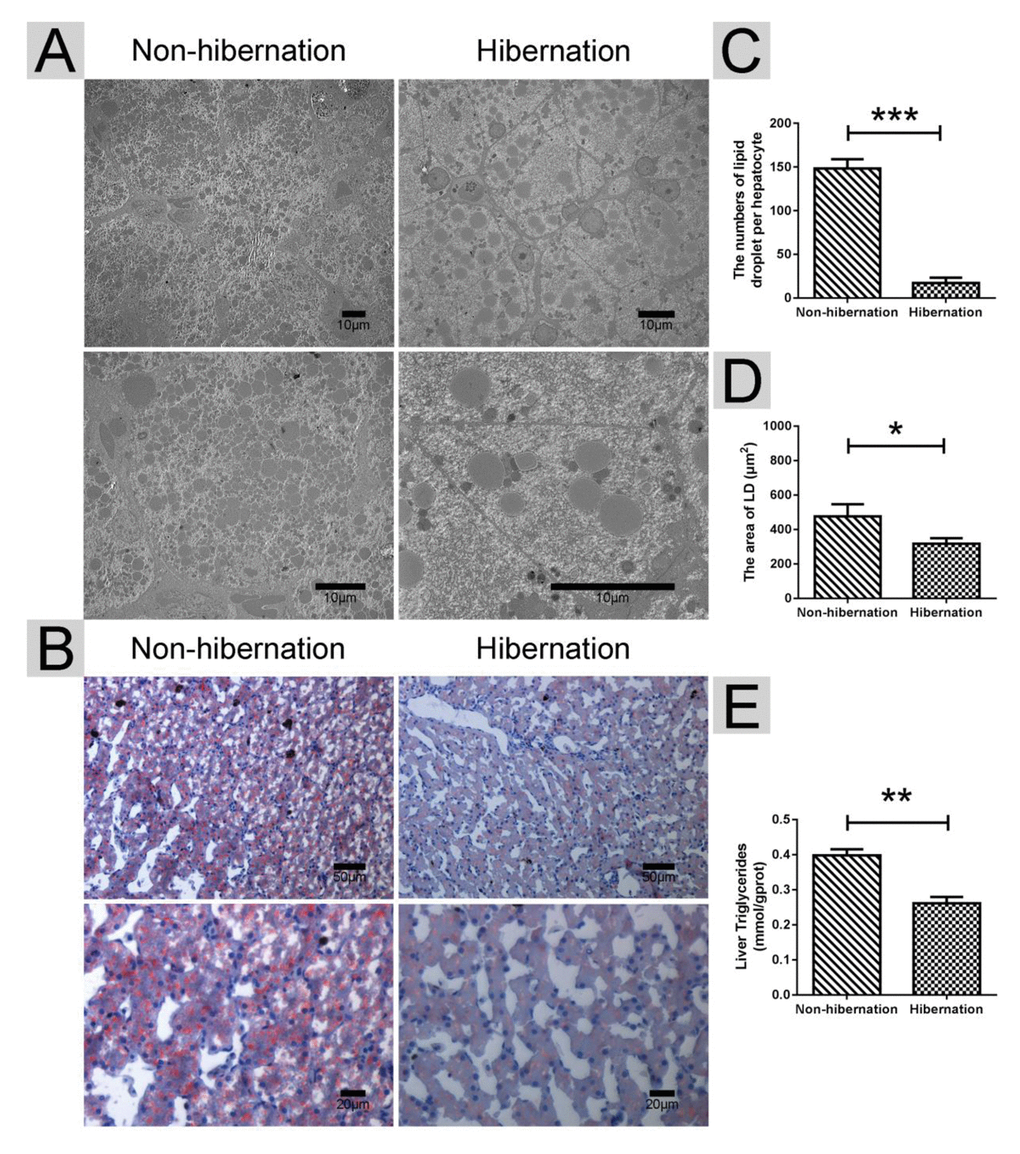 Differences in the lipid droplet (LD) and triglyceride (TG) contents in the liver during hibernation and non-hibernation group. (A) Transmission electron microscopy (TEM) image of hepatocytes; (B) Oil Red O staining of the liver; (C) Statistics of LD numbers in the hepatic TEM image; (D) Statistics of LD areas; (E) Analysis of TG in the liver.