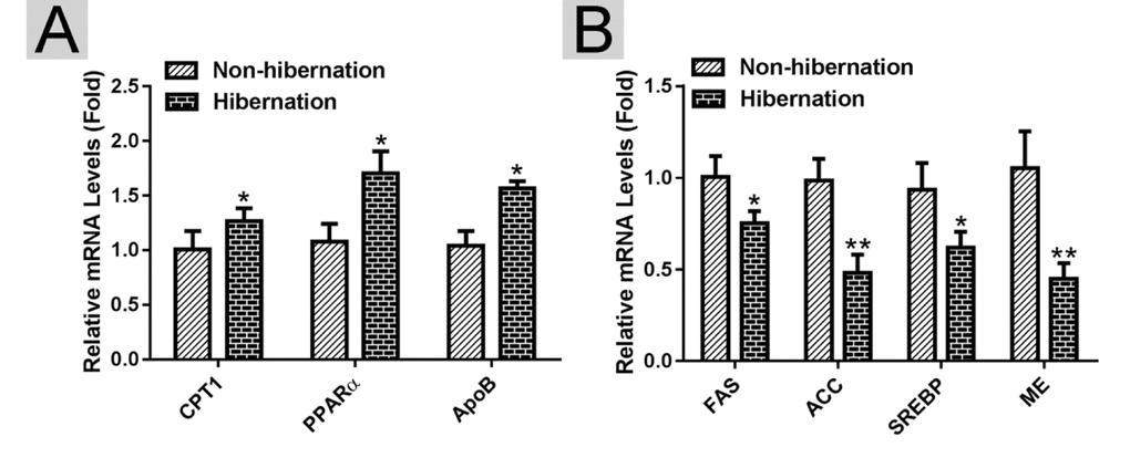 Identification of differentially expressed genes in the liver of Chinese Soft-Shelled Turtle (Pelodiscus sinensis) between hibernation and non-hibernation group. (A) The mRNA expression of lipolysis-related genes (CPT1, PPARα and APOB); (B) The mRNA level of lipogenesis-related genes (FAS, ACC, SREBP and ME).