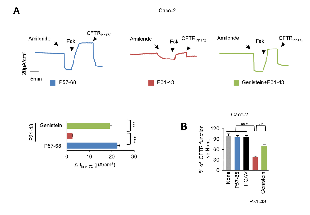 Genistein prevents CFTR malfunction induced by P31-43. (A) Representative traces of CFTR-dependent Cl- secretion measured by forskolin (Fsk)-inducible chloride current (Isc (μA/cm2)) in Caco-2 cells mounted in Ussing chambers after 3 h of incubation with P57-68 or P31-43 peptides (20 µg/ml), optionally after pre-treatment (20 min) with genistein (50 µM); quantification of the peak CFTR Inhibitor 172 (CFTRinh172)-sensitive Isc (∆Isc) in Caco-2 cells (n= 3 independent experiments). Means±SD of samples assayed; p***B) Treatment of Caco-2 cells with P57-68, PGAV or P31-43 (3h) or with P31-43 after pre-treatment (20 min) with Genistein. Assessment of iodide efflux by SPQ fluorescent probe upon stimulation with forskolin (Fsk), expressed as percentage of CFTR function. Means±SD of samples assayed; ***p