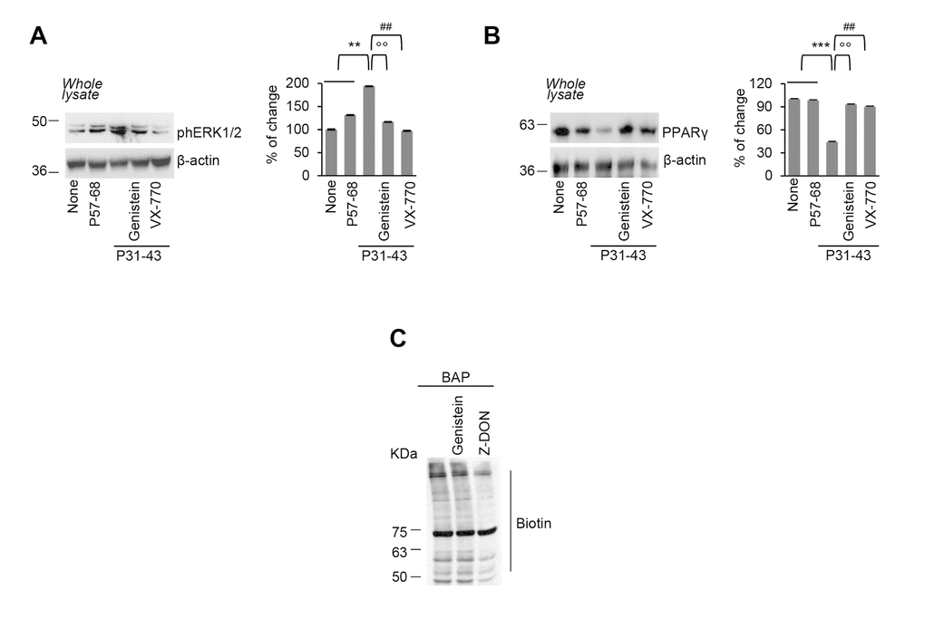 Genistein prevents P31-43 induced epithelial stress response. (A-B) Caco-2 cells were left untreated or incubated with P57-68 or with P31-43 in the presence or absence of VX-770 or genistein. Immunoblot of phospho-ERK 1/2 (A) or PPARγ (B) and densitometric analysis of protein levels relative to β-actin (right) (n=3 independent experiments). Means±SD of triplicates of independent experiments; **pC) In situ detection of TG2 activity, in Caco-2 cells pulsed with Ca2+, by immunoblotting of the TGM2-catalyzed incorporation of 5-biotinamidopentylamine (BAP) and blotting with anti-biotin antibody (n=3 independent experiments). Data information: The blots are representative of one experiment for group of treatment.