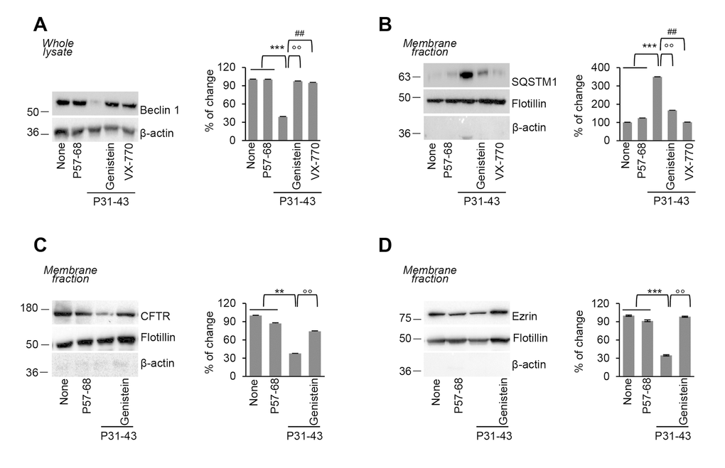 Genistein prevents P31-43 induced Beclin 1 downregulation and plasma membrane CFTR disposal. (A-D) Treatment of Caco-2 cells with P57-68 or P31-43 (3h) or with P31-43 after the optional pre-treatment (20 min) with genistein or VX-770. (A) Immunoblot of total lysate with anti-Beclin 1 antibody (left) and densitometric analysis of protein levels relative to β-actin (right) (n=3 independent experiments). Means±SD of triplicates of independent experiments; ***pB) Immunoblot of membrane protein fractions with anti-SQSTM1 Ab and anti-flotillin as a control (left), and relative densitometric analysis of immunoblot (right) (n=3 independent experiments). Means±SD of triplicates of independent experiments; ***pC-D) Immunoblot of membrane protein fractions with anti-CFTR (C) or Ezrin (D) and anti-flotillin as a control (left) and relative densitometric analysis of immunoblot (right) (n=3 independent experiments). Means±SD of triplicates of independent experiments; **p