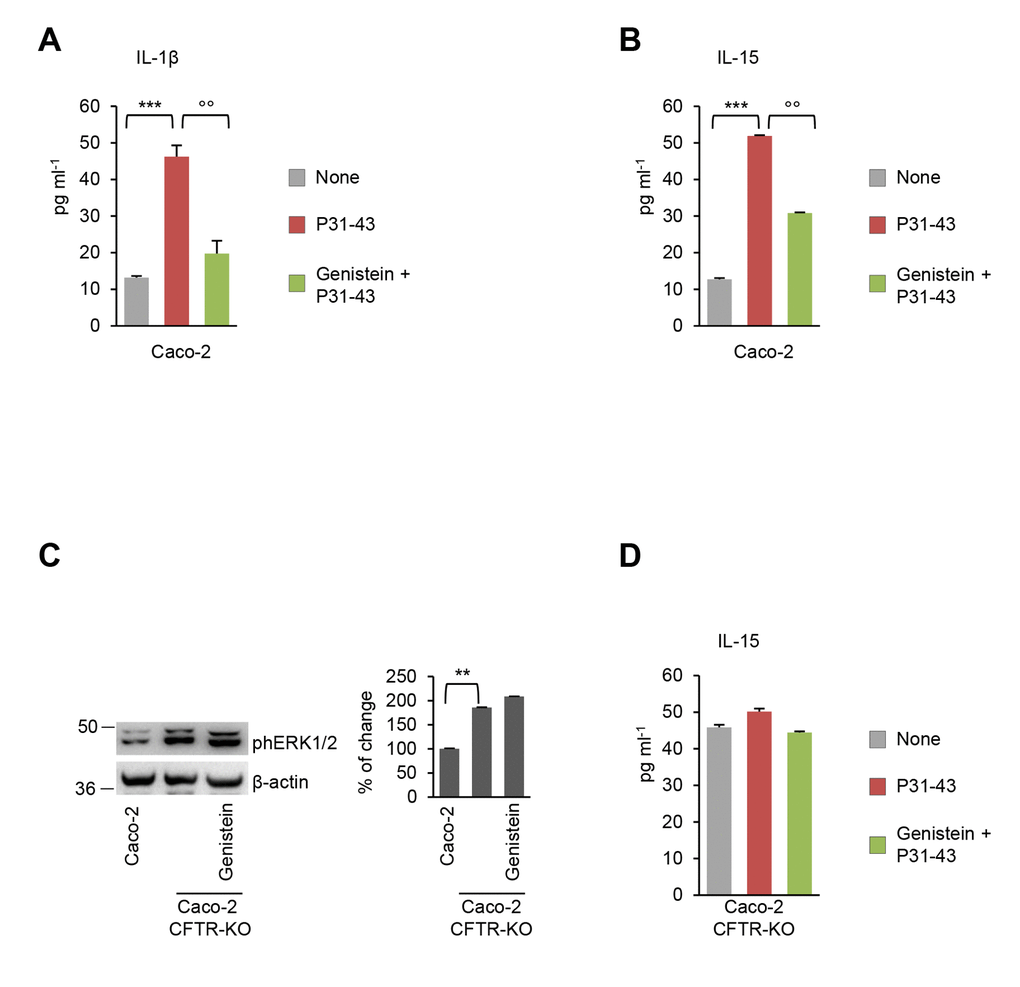 Genistein opposes P31-43 induced inflammation in intestinal epithelial cells by targeting CFTR. (A-B) Caco-2 cells incubated with or without P31-43 in the presence or absence of genistein. Protein levels (by specific ELISA) of IL-1 β (A) and IL-15 (B). Means±SD of pooled samples assayed in triplicates; ***pC) Immunoblot of phospho-ERK 1/2 in CFTR-WT Caco-2 cells or in CFTR-knock out Caco-2 cells treated or not with genistein (left) and densitometric analysis of protein levels relative to β-actin (right) (n=3 independent experiments). Means±SD of triplicates of independent experiments; **pD) CFTR-knockout Caco-2 cells incubated with P31-43 in the presence or absence of genistein. Protein levels (by specific ELISA) of IL-15. Means±SD of pooled samples assayed in triplicates. Data information: The blots are representative of one experiment for group of treatment.