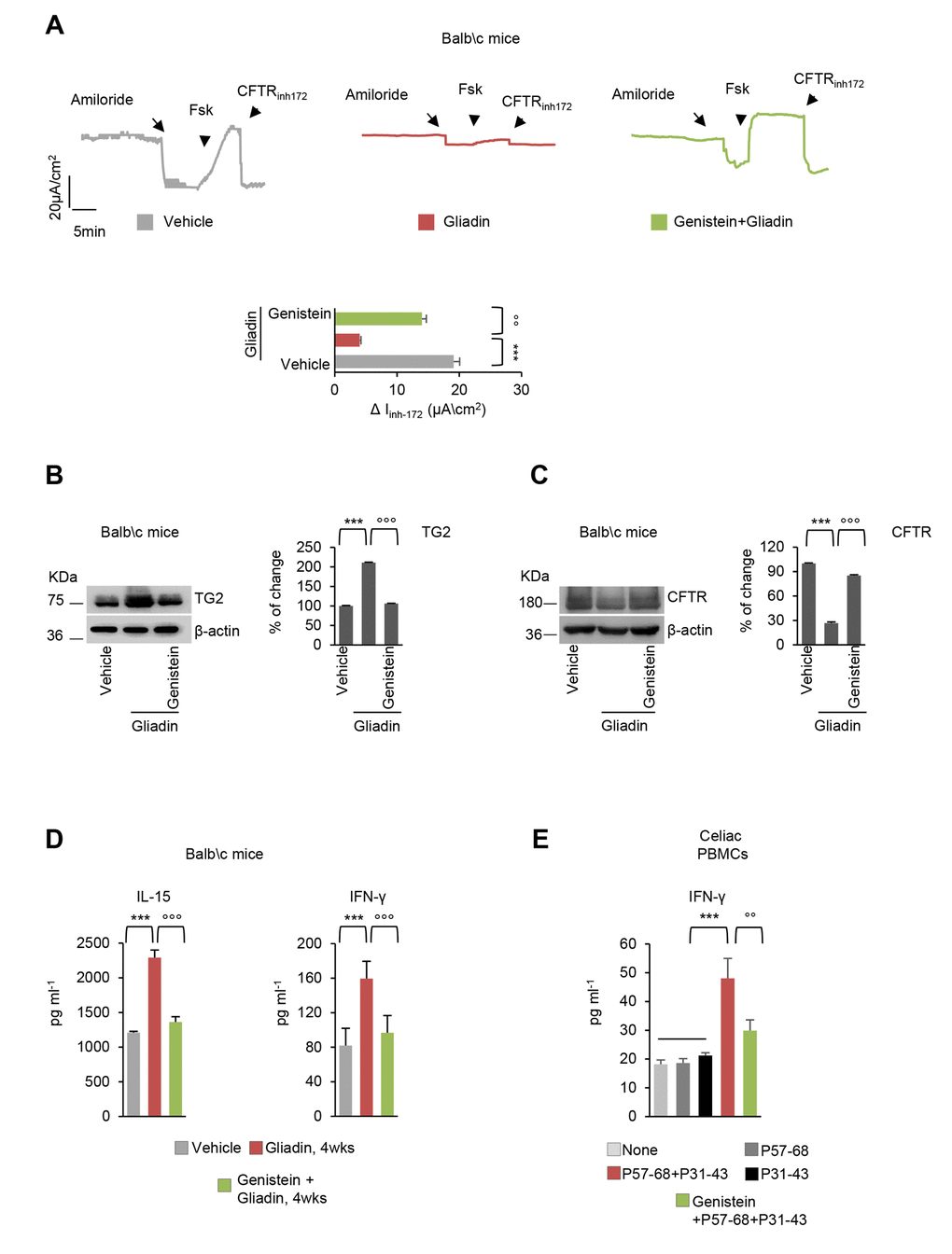 Genistein protects gliadin-sensitive mice and celiac PBMC from the effects of gliadin. (A-D) BALB/c mice fed with a gluten-free diet for at least 3 generations, orally challenged with vehicle or gliadin for 4 weeks (5 mg/daily for one week and then 5 mg/daily thrice a week for 3 weeks) in the presence or absence of intraperitoneal genistein administered 15 minutes prior gliadin challenge (n=10 mice per group of treatment). (A) Representative traces of CFTR-dependent Cl- secretion measured by forskolin (Fsk)- induced increase of chloride current (Isc (μA/cm2)) in small intestines mounted in Ussing chambers; quantification of the peak CFTR Inhibitor 172 (CFTRinh172)-sensitive Isc (∆Isc) in tissue samples (n=5-10). Means±SD of samples assayed; **pB-C) Immunoblot with anti-TGM2 (B) or anti-CFTR (C) antibodies and β-actin loading control (left) and relative densitometric analysis of immunoblot (right) (n=3 independent experiments). Means±SD of triplicates of independent experiments; ***pD) Quantification of protein levels (by specific ELISA) of IFN-γ (left) and IL-15 (right). Means±SD of triplicates of independent pooled samples. ***pE) IFN-γ release (ELISA) in culture supernatants by PBMC from 4 celiac patients cultured in the lower compartment of a bidimensional co-culture model upon 24 h challenge of confluent CaCo-2 cells in the upper compartment with P31-43 or P57-68 or with the combination of P31-43 and P57-68 in the presence or absence of genistein. Means±SD of triplicates of independent pooled samples. ***pn=4); °°pn=4), (ANOVA, Bonferroni post hoc test). Data information: The blots are representative of one experiment for group of treatment.