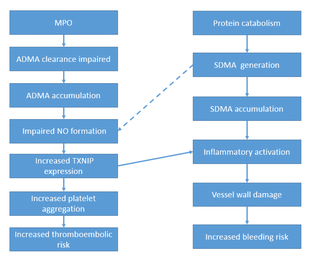 Schematic. Postulated biochemical bases for observed nexus between elevated plasma concentrations of ADMA/SDMA and outcomes in AF patients.