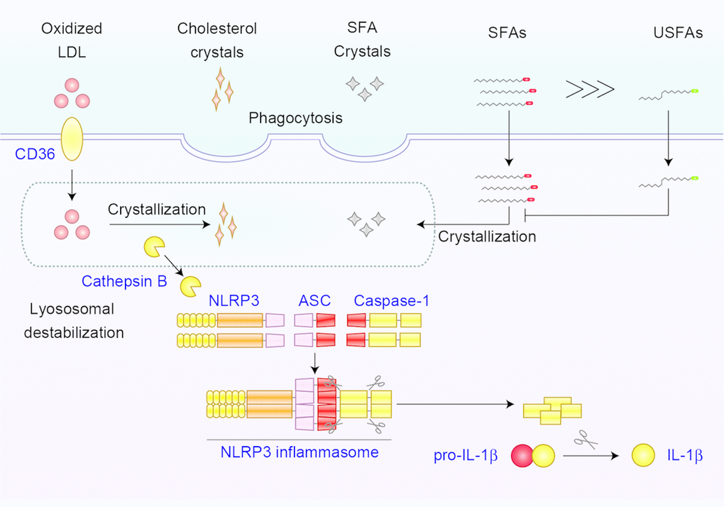 NLRP3 inflammasome activation mediated by lipid crystals. Soluble lipids form crystals to activate NLRP3 inflammasome. The imbalance between SFAs and USFAs causes intracellular crystallization of SFAs. Similarly, oxidized LDL promotes formation of cholesterol crystals. Intracellularly formed or phagocytosed cholesterol crystals and SFA crystals cause lysosomal destabilization, which induces the leakage of lysosomal enzyme cathepsin B, resulting in the activation of NLRP3 inflammasome.