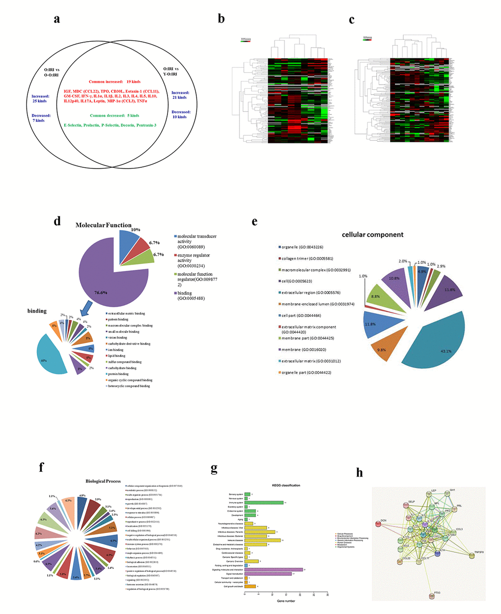 The impact of serum cytokines on the prognosis of the old IRI mice. (A) The canonical serum cytokines between the O-O: IRI to the old: IRI group and the Y-O: IRI to the old: IRI group. (B) Heat map of the O-O: IRI to the old: IRI group. (C) Heat map of the Y-O: IRI to the old: IRI group. (D) Gene Ontology Annotation was used to identify the molecular function of the differentially expressed cytokines (E) Gene Ontology Annotation was used to identify the cellular components of the differentially expressed cytokines (F) Gene Ontology Annotation was used to identify the biological process of differentially expressed cytokines (G) The KEGG pathways that changed significantly were those related to differentially expressed cytokines. (H) The protein-protein interaction network among the differentially expressed cytokines.