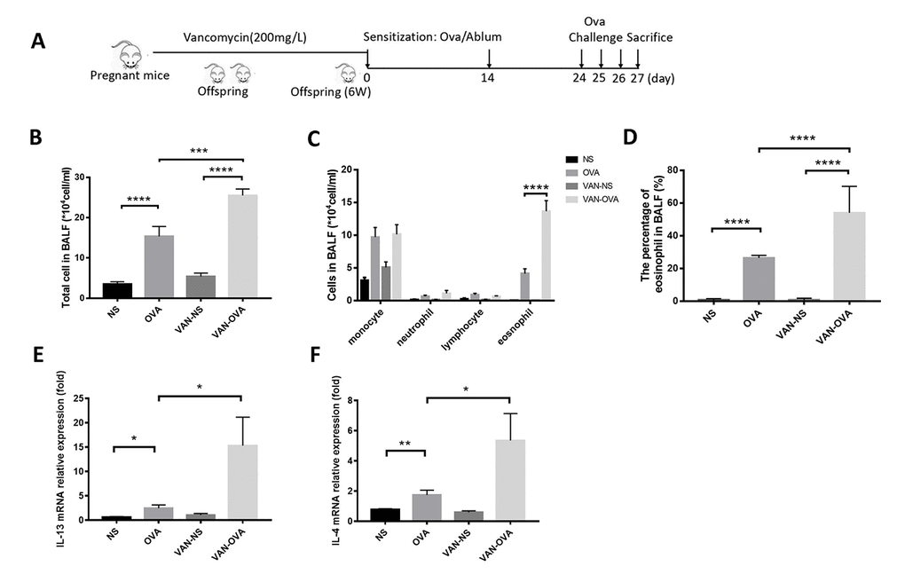 Vancomycin use in perinatal and early life exacerbated allergic airway inflammation. (A) Representative time course for the vancomycin procedure involved the murine asthma model. (B, C) Total cell count and cell differentiation of inflammation cells in BALF. (D) The percentage of eosinophils in BALF quantified by Wright-Giemsa staining (Radnor, PA, USA). (E, F) IL-13 and IL-4 relative mRNA expression in lung tissue was measured by Q-PCR. Data are shown as means ± SEM with 10 samples per group. (*P P P P 