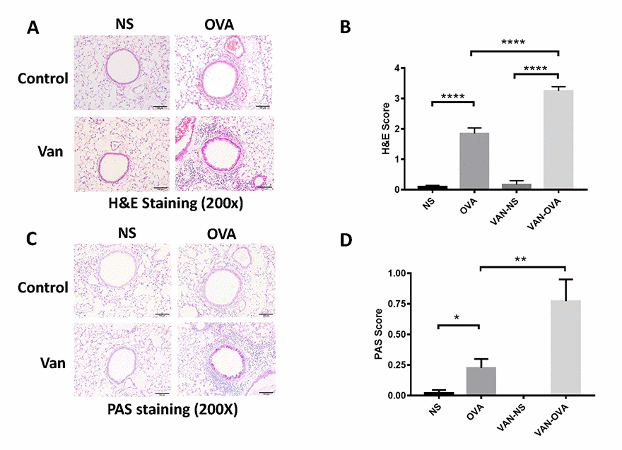 Vancomycin aggravates inflammatory cell infiltration and mucus secretion in the OVA-induced asthma model. (A, C) Representative H&E and PAS staining of lung sections. (B, D) Peribronchiolar and perivascular inflammation score, and mucus production with semi-quantification (score: 0–4) under the microscope (n = 8) (10 × 20 magnification). Data shown as means ± SEM. (*P P PP
