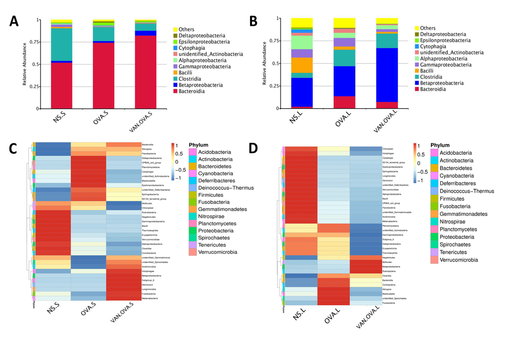 Vancomycin pretreatment alter the microbiome in both gut and lung in the OVA-induced asthma model. (A, B) Composition of bacterial community at class level. The top 10 species are shown, and the other phyla are included as “Others”. Relative abundance of the (A) gut and (B) lung microbiota at the class level. (C, D) Heatmap showing the relative abundance of the top 35 bacterial genera in the gut and lung microbiome, depicted by color intensity. The relative abundance at the class level of the (C) gut and (D) lung microbiota (n = 3) (NS.S: stool sample of the NS group; OVA.S: stool sample of the OVA group; VAN.OVA.S: stool sample of the Van-OVA group; NS.L: lung tissue of the NS group; OVA.L: lung tissue of the OVA group; VAN.OVA.L: lung tissue of the Van-OVA group).