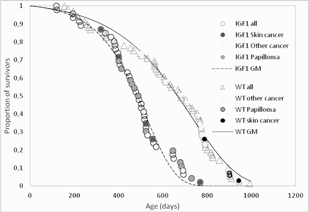 Survival patterns of K14/IGF1 mice (IGF1, dashed line) and WT FVB mice (solid line). Data points associated with postmortem tumor detection are shade-coded. Smooth lines show survival data approximations with the Gomperz model (GM).
