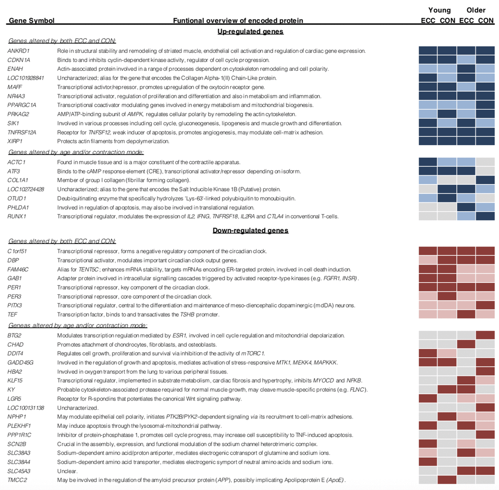 Top 10 ranked differentially expressed genes, classified by contraction mode and age group. Light blue/ red shading denotes gene differential expression for that condition (P