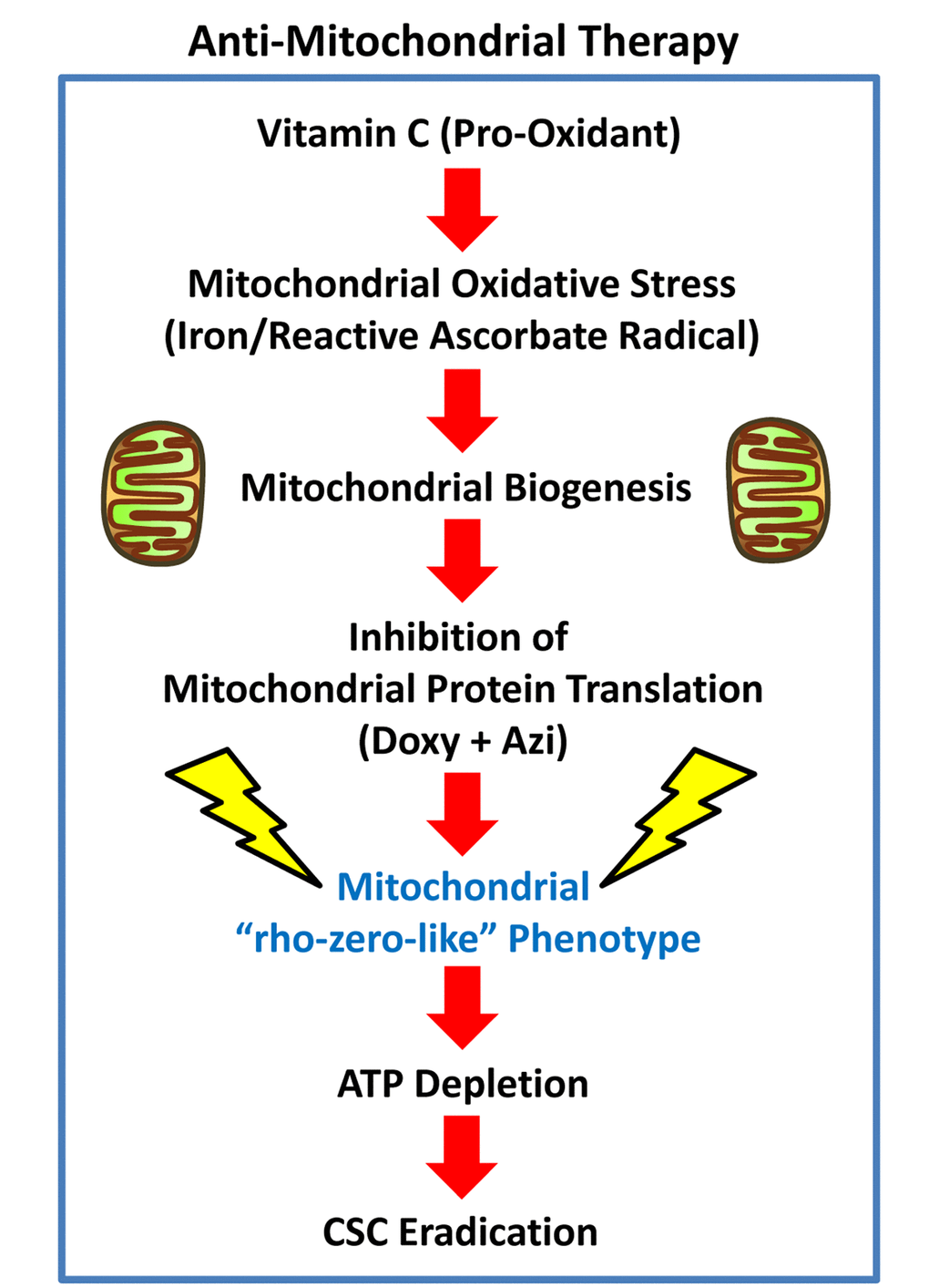 Anti-mitochondrial therapy. Vitamin C can act as a pro-oxidant, via the production of free radicals. The ascorbate radical is normally very stable, but becomes highly reactive in the presence of metal ions, including iron (Fe). As mitochondria are rich in iron, they could become a key target of the pro-oxidant effects of Vitamin C, sequentially driving first mitochondrial oxidative stress and then mitochondrial biogenesis. However, the use of inhibitors of mitochondrial protein translation, together with Vitamin C, would ultimately prevent CSC mitochondria from fully recovering, leading instead to CSC eradication. Additional experimentation will be required to further test this hypothesis.