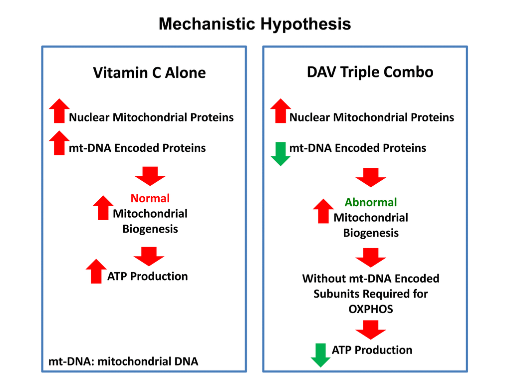Vitamin C vs. the DAV triple combination: a mechanistic side-by-side comparison.Left panel: When used as a single agent, Vitamin C can act as a pro-oxidant and induce mitochondrial biogenesis, driving increased mitochondrial protein synthesis and elevated ATP production. Right panel: In contrast, the DAV triple combination would preferentially inhibit the synthesis of proteins that are encoded by mitochondrial DNA (mt-DNA), leading to a strict depletion of essential protein components that are absolutely required for maintaining OXPHOS. In the absence of these required OXPHOS components, this would result in abnormal mitochondrial biogenesis and severe ATP depletion. As predicted, we observed dramatic ATP depletion experimentally. Therefore, Vitamin C amplifies the effects of Doxycycline and Azithromycin, by driving mitochondrial biogenesis, thereby diluting out the pre-existing population of mt-DNA encoded proteins. In summary, this strategy was designed to create a “rho-zero-like” phenotype. Also, since Azithromycin is an established inducer of autophagy, this approach should stimulate mitophagy, to actively eliminate defective mitochondria.