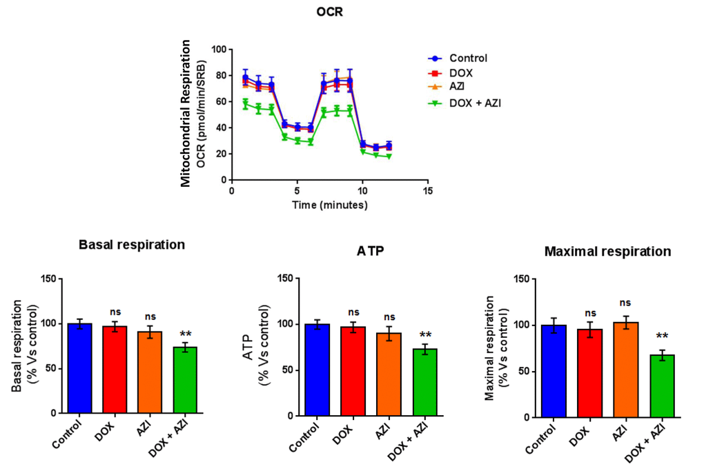 Combination of low-dose Doxycycline and Azithromycin reduces respiration (basal and maximal) and ATP levels. The metabolic profile of MCF7 cell monolayers pre-treated with the combination of 1 μM Doxycycline and 1 μM Azithromycin for 3 days was assessed using the Seahorse XFe96 analyzer. **p 