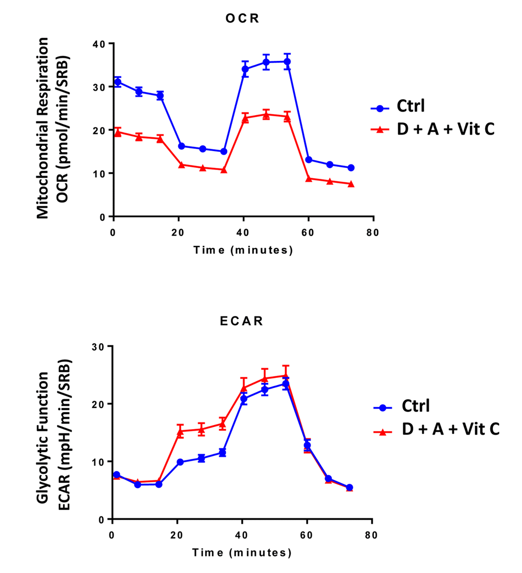 Combining low-dose Azithromycin and Doxycycline with Vitamin C (DAV), dramatically inhibits metabolism: Seahorse profiles. The metabolic profile of MCF7 cell monolayers pre-treated with the triple combination (1 μM Doxycycline, 1 μM Azithromycin and 250 μM Vitamin C) for 3 days was assessed using the Seahorse XFe96 analyzer. Note that the DAV triple combination inhibits oxidative mitochondrial metabolism (measured by OCR) and induces glycolytic function (measured by ECAR).