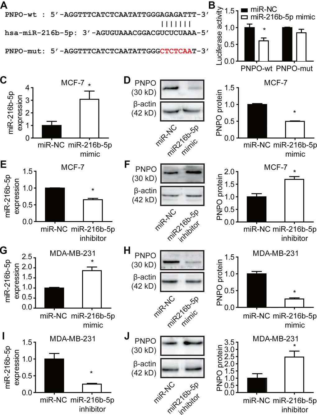 Effect of miR-216b-5p on PNPO expression in breast cancer cells. (A) Identification of the sequence of binding sites between PNPO mRNA 3’-UTR and miR-216b-5p. PNPO-wt, wild-type PNPO; PNPO-mut, mutated PNPO. (B) Detection of luciferase activity by the dual-luciferase reporter assay in HEK-293T cells. (C) Detection of miR-216b-5p by qRT-PCR in MCF-7 cells after miR-216b mimics treatment. (D) Effect of miR-216b mimics on PNPO expression detected by Western blot (left) and semi-quantification (right) in MCF-7 cells. (E) Detection of miR-216b-5p by qRT-PCR in MCF-7 cells after miR-216b inhibitors treatment. (F) Effect of miR-216b inhibitors on PNPO expression detected by Western blot (left) and semi-quantification (right) in MCF-7 cells. (G) Detection of miR-216b-5p by qRT-PCR in MDA-MB-231 cells after miR-216b mimics treatment. (H) Effect of miR-216b mimics on PNPO expression detected by Western blot (left) and semi-quantification (right) in MDA-MB-231 cells. (I) Detection of miR-216b-5p by qRT-PCR in MDA-MB-231 cells after miR-216b inhibitors treatment. (J) Effect of miR-216b inhibitors on PNPO expression detected by Western blot (left) and semi-quantification (right) in MDA-MB-231. miR-NC, negative control of miRNA. n = 3; * P 