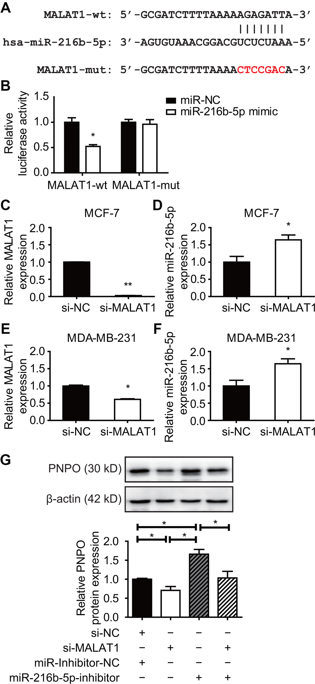 Effect of MALAT1 on PNPO and miR-216b-5p expression in breast cancer cells. (A) Identification of the sequence of binding sites between MALAT1 and miR-216b-5p. MALAT1-wt, wild-type MALAT1; MALAT1-mut, mutated MALAT1. (B) Detection of luciferase activity by the dual-luciferase reporter assay in HEK-293T cells. (C) Detection of MALAT1 expression by qRT-PCR in MCF-7 cells after si-MALAT1 treatment. (D) Detection of miR-216b-5p expression by qRT-PCR in MCF-7 cells after si-MALAT1 treatment. (E) Detection of MALAT1 expression by qRT-PCR in MDA-MB-231 cells after si-MALAT1 treatment. (F) Detection of miR-216b-5p expression by qRT-PCR in MDA-MB-231 cells after si-MALAT1 treatment. (G) Effect of miR-216b-5p on MALAT1-mediated PNPO expression. HEK-293T cells were treated with si-NC plus miR-inhibitor-NC, si-MALAT1 along, miR-216b-5p along, or si-MALAT1 plus miR-216b-5p for 48 h. The expression of PNPO protein was detected by Western blot (upper panel) and semi-quantification (lower panel). miR-NC, negative control of miRNA; miR-inhibitor-NC, negative control of miR-inhibitor; si-NC, negative control of siRNA; si-MALAT1, MALAT1-siRNA. n = 3; * P 