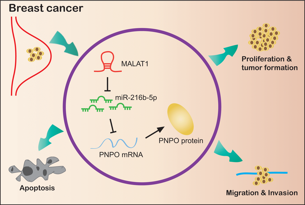 Schematic illustration of a regulatory mechanism of the MALAT1/miR-216b-5p/PNPO axis in breast ductal cancer. MALAT1 and PNPO are up-regulated, while miR-216b-5p is down-regulated, in breast cancer cells. The overexpression of MALAT1 mediates PNPO expression by competingly binding to miR-216b-5p, leading to the release of PNPO from the miR-216-5p interaction that avoids the PNPO degradation or translational inhibition. Suppression of PNPO can inhibit breast cancer cell proliferation, migration, invasion and colony formation, and promote breast cancer cell apoptosis.