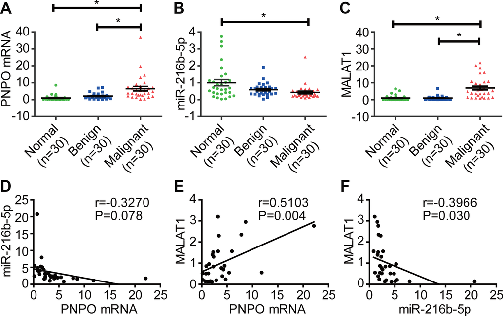 Correlation of PNPO with miR-216b-5p and MALAT1 in breast tissues. (A) Detection of PNPO mRNA in breast tissues by qRT-PCR. (B) Detection of miR-216b-5p expression in breast tissues by qRT-PCR. (C) Detection of MALAT1 expression in breast tissues by qRT-PCR. (D) Correlation of miR-216b-5p expression with PNPO expression in patients with IDC. (E) Correlation of MALAT1 expression with PNPO expression in patients with IDC. (F) Correlation of MALAT1 expression with miR-216b-5p expression in patients with IDC. IDC, invasive ductal carcinoma Normal, adjacent normal breast tissue; Benign, breast benign tumor (fibroadenomas); Malignant, breast malignant tumor (IDC); n = 30; * P 