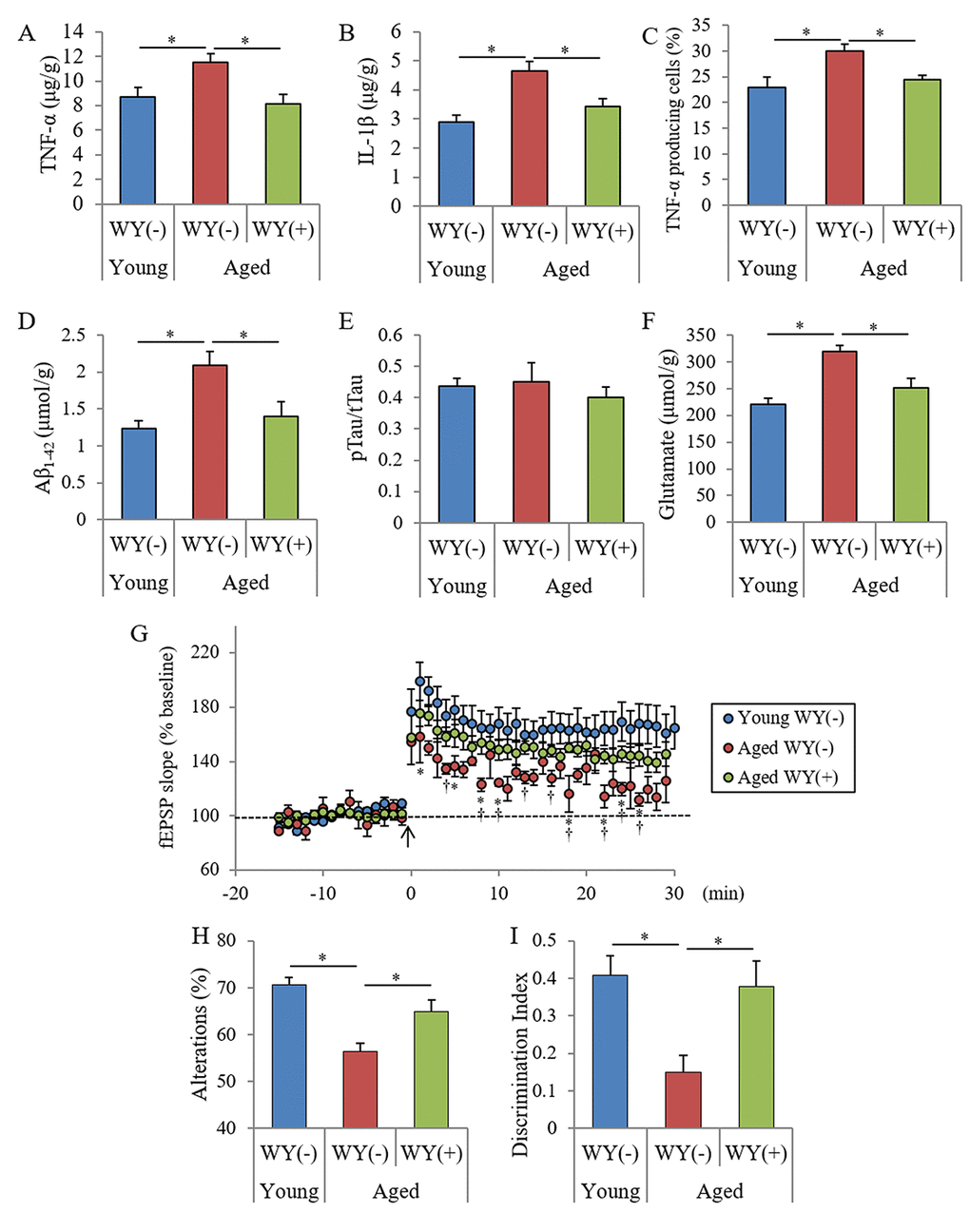 Effects of WY peptides on cognitive decline in aged mice. Seven and 68-week-old male C57BL/6J mice were maintained on a diet with or without 0.05% (w/w) WY peptide for 19 weeks. (A, B) The levels of TNF-α and IL-1β in the hippocampus. (C) Characterization of CD11b-positive microglia in the brain isolated by MACS and flow cytometry. The percentages of TNF-α-producing cells to CD11b-positive cells. (D-F) The levels of TBS-soluble Aβ1-42, pTau (pS199)/total Tau, and glutamate in the hippocampus. (G) LTP measurement from a hippocampus slice after theta-burst stimulation (arrow). (H) Spontaneous alterations during 8 min of exploring in Y-maze. (I) Discrimination index in NORT by measuring the time spent exploring novel and familiar objects during 5 min of re-exploration. Data are the mean ± SEM of 7-week-old mice (n = 15) fed with control diet, 68-week-old mice (n = 13) fed with control diet, and 68-week-old mice (n = 10) fed with diet containing WY peptide. p-values shown in the graph were calculated by one-way ANOVA followed by the Tukey–-Kramer test. p-values shown in the graph were calculated by unpaired t-test in (G). *p p 