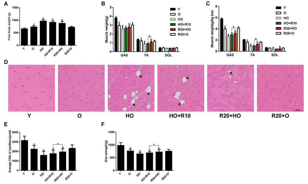 RSV protects against HFD-induced muscle atrophy in aged rats. (A) Final body weights of the different groups. (B) Weights of GAS, TA and SOL muscles in each group. (C) The relative muscle weights in each group. (D) Representative images of H&E staining of the GAS muscles. Scale bar, 100 μm. (E) Average muscle fiber CSA of the GAS muscles. (F) Grip strength in each group. Data are expressed as the mean ± SD. aP bP cP P 