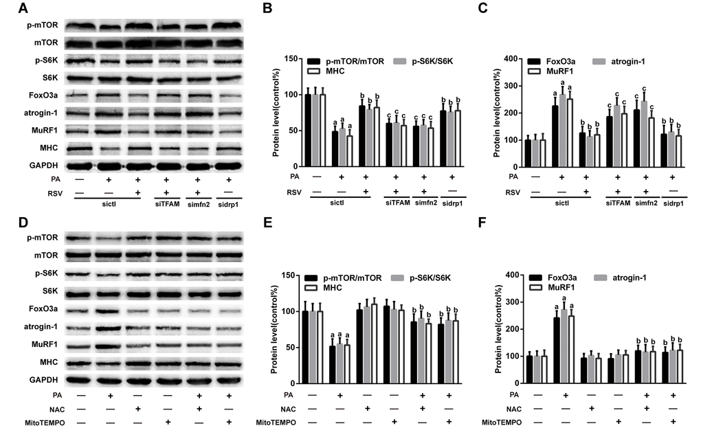 RSV improves protein metabolism by improving mitochondrial function and oxidative stress. (A) Representative images of the western blotting results for p-mTOR, mTOR, p-S6K, S6K, FoxO3a, atrogin-1, MuRF1 and MHC in L6 myotubes; GAPDH was used as a loading control. (B and C) The bar charts show quantification of the indicated proteins. Data are expressed as the mean ± SD. aP bP cP D) Myotubes were incubated with PA for 24 h in the presence or absence of NAC (5 mM) or MitoTEMPOL (5 μM). Protein levels were measured by western blotting. (E) The bar charts show the relative protein levels. Data are expressed as the mean ± SD. aP bP 