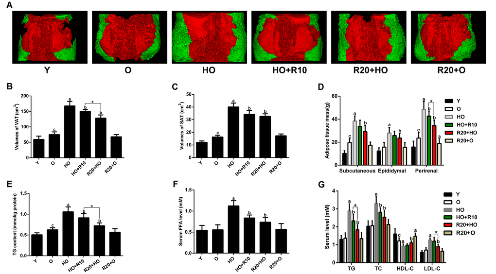 Effects of RSV on adipose tissue volumes and masses, intramuscular TG content and serum lipid profile. (A) Representative three-dimensional images of abdominal fat tissues (red, visceral fat; green, subcutaneous fat). (B) VAT volumes. (C) SAT volumes. (D) Fat masses. (E) TG content of the GAS muscles. (F) Serum FFA levels. (G) Serum TG, TC, HDL-C and LDL-C levels. Data are expressed as the mean ± SD. aP bP cP P 