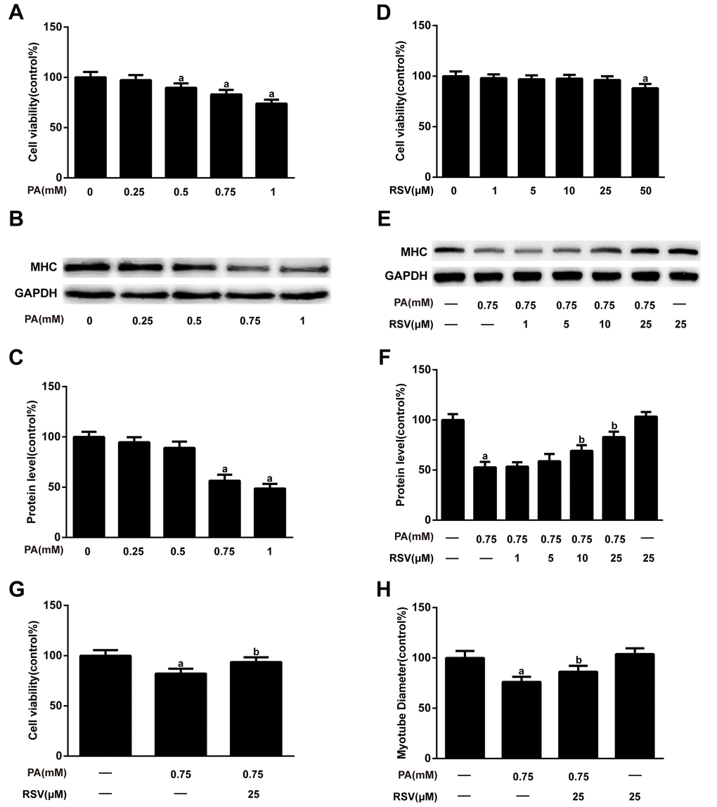 RSV inhibits PA-induced muscle atrophy in L6 myotubes. (A) Myotubes were treated with different doses (0.25, 0.5, 0.75, or 1 mM) of PA for 24 h, and cell viability was measured using a CCK-8 assay. (B) Representative image of the western blotting results for MHC; GAPDH was used as a loading control. (C) The bar chart shows the quantification of MHC. (D) Myotubes were treated with RSV at a series of concentrations (1, 5, 10, 25 or 50 μM) for 24 h, and cell viability was detected by CCK-8 assay. (E) Myotubes were treated with 0.75 mM PA in the presence or absence of different concentrations (1, 5, 10 and 25 μM) of RSV for 24 h. The protein expression of MHC was measured by western blotting. (F) The bar graph shows the quantification of MHC. (G) Myotubes were exposed to 0.75 mM PA in the presence or absence of 25 μM RSV for 24 h, and cell viability was detected by a CCK-8 assay. (H) Quantification of the myotube diameter, as described in the Materials and Methods section. Data are expressed as the mean ± SD. aP bP 