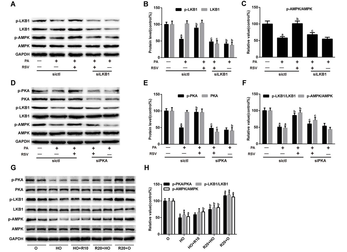 Resveratrol prevents sarcopenic obesity by reversing mitochondrial
