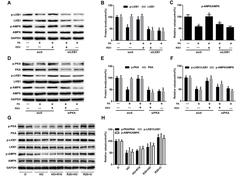 RSV activates the PKA/LKB1/AMPK signaling pathway. (A) Representative images of the western blotting results for p-LKB1, LKB1, p-AMPK and AMPK in myotubes; GAPDH was used as a loading control. (B) The bar charts show quantification of the indicated proteins. (C) Quantitative graph shows the ratios of p-AMPK/AMPK. (D) Representative images of the western blotting results for p-PKA, PKA, p-LKB1, LKB1, p-AMPK and AMPK in myotubes; GAPDH was used as a loading control. (E) The bar charts show quantification of the indicated proteins. (F) Quantitative graph shows the ratios of p-LKB1/LKB1 and p-AMPK/AMPK. Data are expressed as the mean ± SD. aP bP cP G) Representative images of the western blotting results for p-PKA, PKA, p-LKB1, LKB1, p-AMPK and AMPK in the GAS muscles; GAPDH was used as a loading control. (H) The bar charts show the relative protein levels. Data are expressed as the mean ± SD. aP bP 