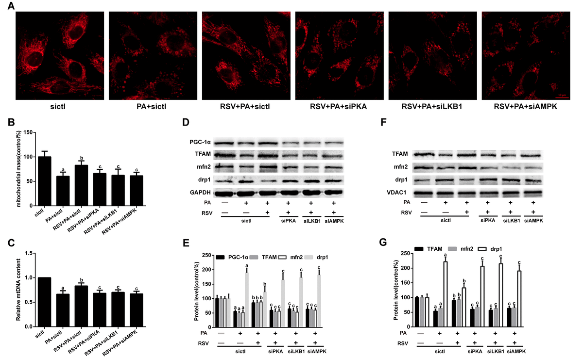 Resveratrol prevents sarcopenic obesity by reversing mitochondrial