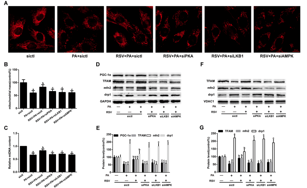 Effects of RSV on mitochondrial morphology, mtDNA content and related protein expression in L6 myotubes. (A) Representative images for visualization of the mitochondrial morphology in vitro. Scale bar, 10 μm. (B) The mitochondrial mass was quantified by calculating the fluorescent intensity of MitoTracker Red. (C) Relative mtDNA content. (D) The levels of PGC-1α, TFAM, mfn2 and drp1 in the whole muscle lysates were measured by western blotting; GAPDH was used as a loading control. (E) The bar charts show quantification of the indicated proteins. (F) Representative images of the western blotting results for TFAM, mfn2 and drp1 in the mitochondrial subfractions; VDAC1 was used as a loading control. (G) The bar charts show quantification of the indicated proteins. Data are expressed as the mean ± SD. aP bP cP 