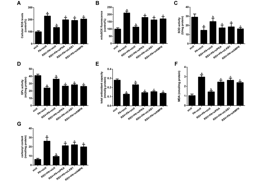 Effects of RSV on oxidative stress in L6 myotubes. (A) Cellular total ROS levels. (B) mtROS levels. (C and D) Activities of SOD and GPx in vitro. (E) T-AOC in vitro. (F) MDA levels. (G) Carbonyl protein content. Data are expressed as the mean ± SD. aP bP cP 