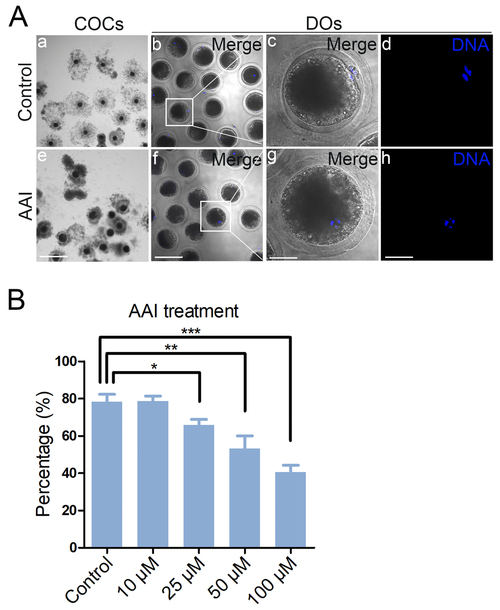 Effects of different doses of AAI on the porcine oocyte maturation. (A) Representative images of oocyte meiotic progression in control and AAI-exposed oocytes. Cumulus cell expansion of cumulus oocyte complexes (COCs) and polar body extrusion (PBE) of denuded oocytes (DOs) were imaged by the confocal microscope. Scale bar, 360 μm (a, e); 120 μm (b, f); 40 μm (c, g); 40 μm (d, h). (B) The rate of PBE was recorded in control and different concentrations of AAI-exposed groups (10 μM, 25 μM, 50 μM and 100 μM) after culture for 44 h in vitro. Data were presented as mean percentage (mean ± SEM) of at least three independent experiments. *P 
