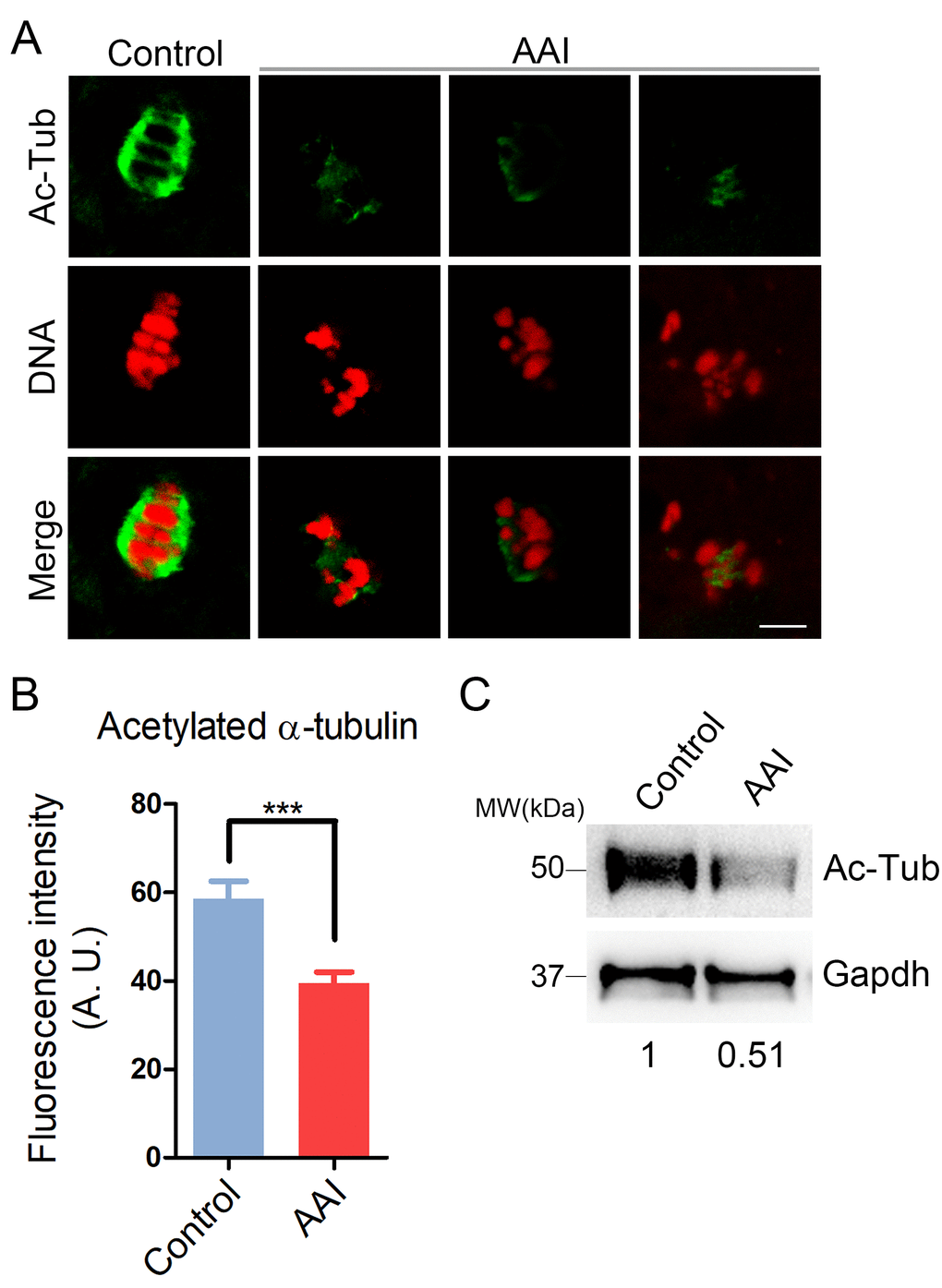 Effects of AAI exposure on the acetylation level of α-tubulin in porcine oocytes. (A) Representative images of acetylated α-tubulin (Ac-Tub) in control and AAI-exposed oocytes. Oocytes were immunostained with anti-acetyl-α-tubulin (Lys-40) antibody to assess the acetylation level of α-tubulin. Scale bar, 10 μm. (B) Quantitative measurement of the fluorescence intensity of acetylated α-tubulin in control and AAI-exposed oocytes. Data were presented as mean percentage (mean ± SEM) of at least three independent experiments. ***P C) The acetylation levels of α-tubulin in control and AAI-exposed oocytes were examined by western blotting. The blots were probed with anti-acetyl-α-tubulin (Lys-40) antibody and anti-Gapdh antibody, respectively.