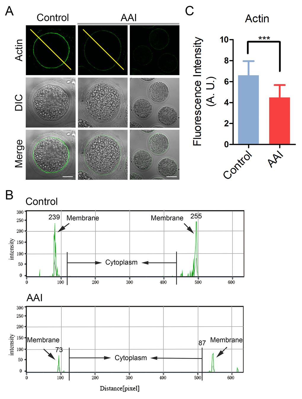 Effects of AAI exposure on the actin dynamics in porcine oocytes. (A) Representative images of actin filaments in control and AAI-exposed oocytes. Oocytes were immunostained with anti-phalloidin-FITC antibody to visualize the actin filaments. Scale bar, 25 and 60 μm. (B) The fluorescence intensity profiling of actin filaments in oocytes. Lines were drawn through the oocytes, and pixel intensities were quantified along the lines. (C) The fluorescence intensity of actin signals was measured in control and AAI-exposed oocytes. Data were presented as mean percentage (mean ± SEM) of at least three independent experiments. ***P 