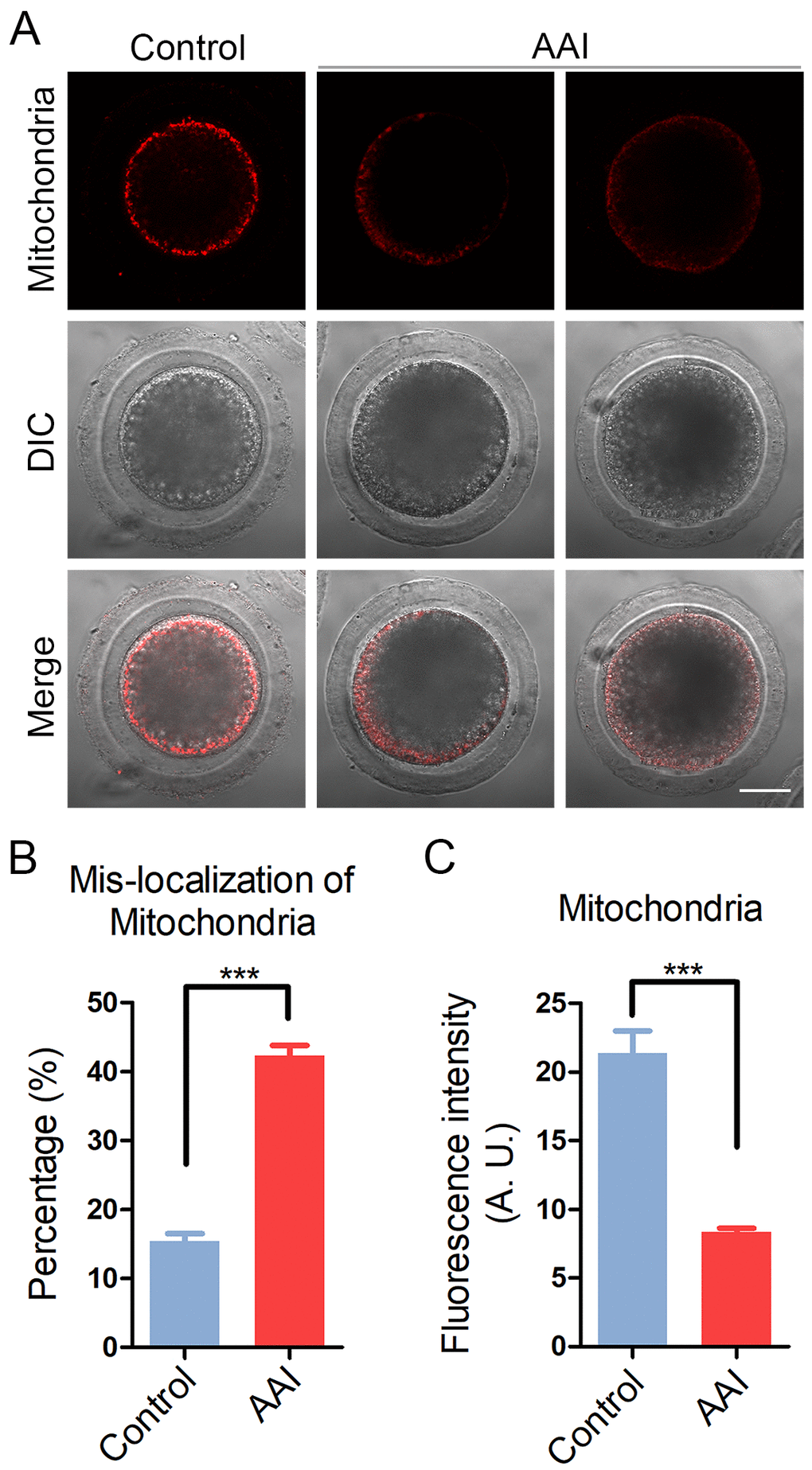 Effects of AAI exposure on the distribution of mitochondria in porcine oocytes. (A) Representative images of mitochondrial staining in control and AAI-exposed oocytes. Scale bar, 20 μm. (B) Abnormal rates of mitochondrial distribution in control and AAI-exposed oocytes. (C) The fluorescence intensity of mitochondrial signals was measured in control and AAI-exposed oocytes. Data in (B) and (C) were presented as mean percentage (mean ± SEM) of at least three independent experiments. ***P 