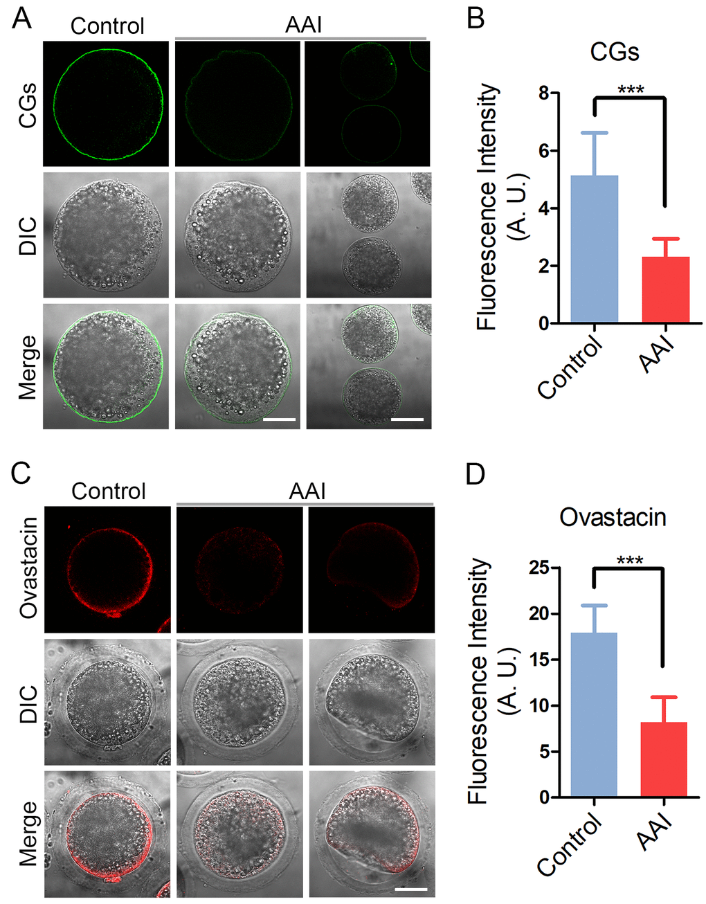 Effects of AAI exposure on the distribution of cortical granules and ovastacin in porcine oocytes. (A) Representative images of cortical granule localization in control and AAI-exposed oocytes. MII oocytes cultured for 44 h in vitro were stained with LCA-FITC to display the cortical granules. Scale bar, 30 and 60 μm. (B) The fluorescence intensity of cortical granules was measured around the signals on the plasma membrane in control and AAI-exposed oocytes. (C) Representative images of ovastacin localization in control and AAI-exposed oocytes. Ovastacin was immunostained with rabbit polyclonal anti-human ovastacin antibody and imaged by confocal microscope. Scale bar, 30 μm. (D) The fluorescence intensity of ovastacin was measured in control and AAI-exposed oocytes. Data in (B) and (D) were presented as mean percentage (mean ± SEM) of at least three independent experiments. ***P 