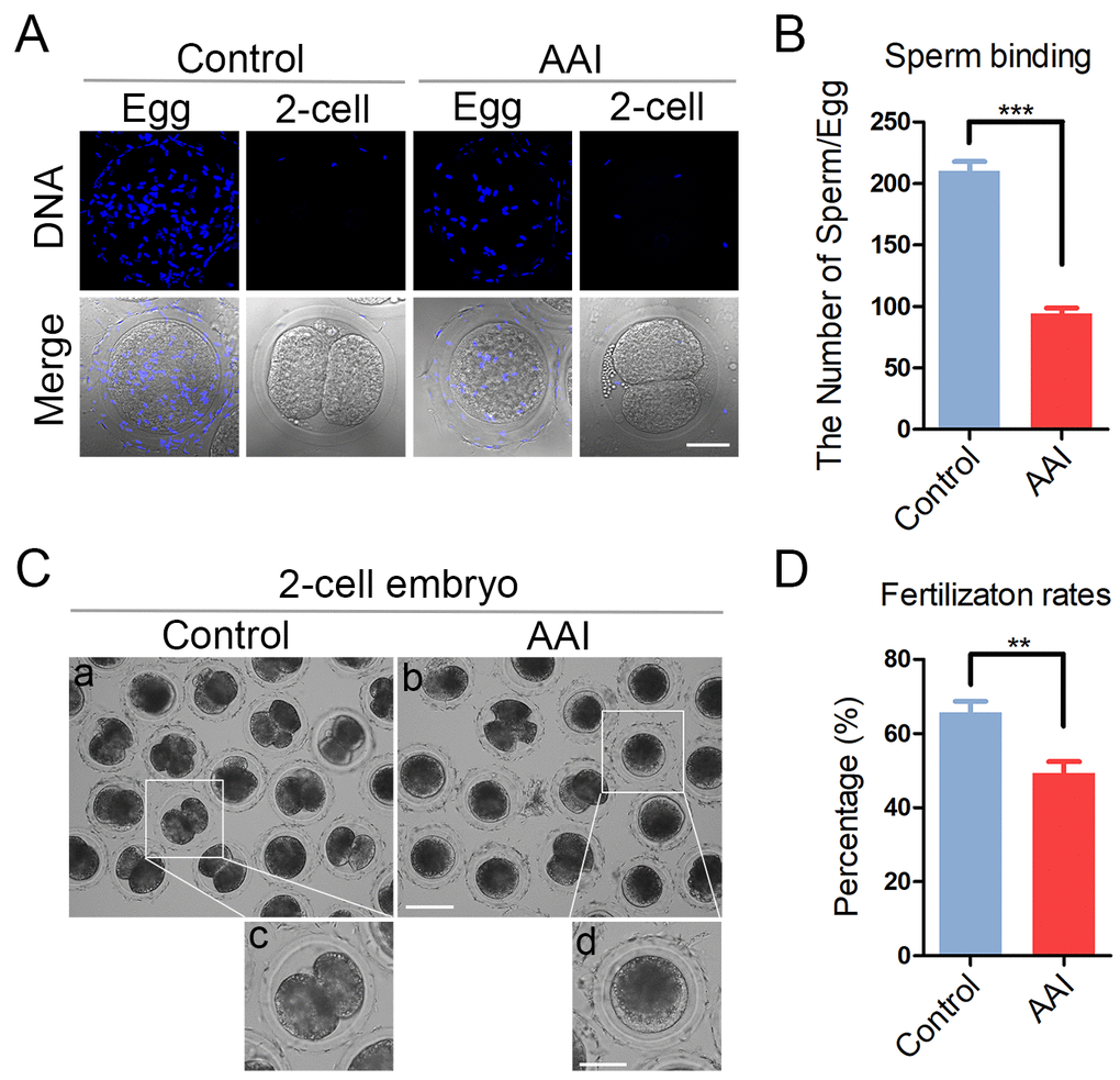 Effects of AAI exposure on the sperm binding and fertilization of porcine oocytes. (A) Representative images of eggs and two-cell embryos bound by sperm. Eggs and two-cell embryos from control and AAI-exposed groups were incubated with capacitated sperm for 1 h to carry out the sperm binding assay. Scale bar, 30 μm. (B) The number of sperm binding to the surface of zona pellucida surrounding eggs from control and AAI-exposed groups was counted, respectively. (C) Representative images of fertilized eggs in control and AAI-exposed groups. Scale bar, 100μm (a, b); 50 μm (c, d). (D) In vitro fertilization rate was recorded in control and AAI-exposed oocytes. Data in (B) and (D) were presented as mean percentage (mean ± SEM) of at least three independent experiments. **P 