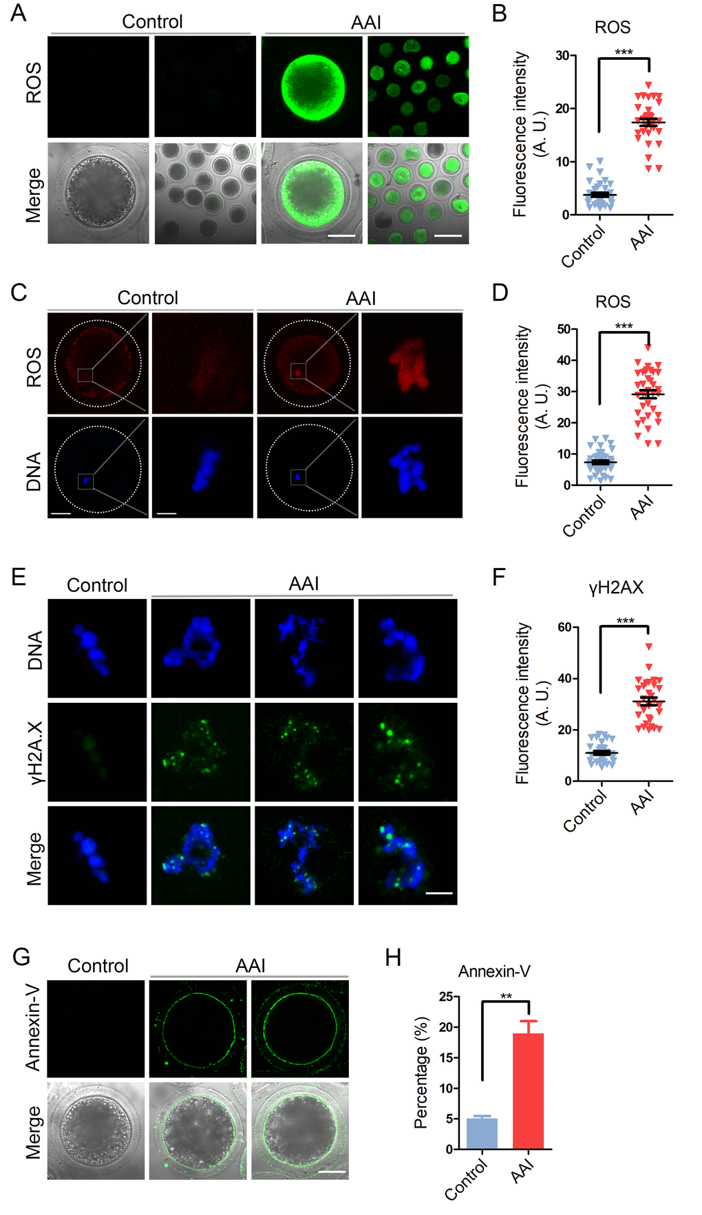 Effects of AAI exposure on the ROS level, DNA damage and early apoptosis in porcine oocytes. (A) Representative images of DCFH staining in control and AAI-exposed oocytes. Scale bar, 40 and 80 μm. (B) The fluorescence intensity of ROS levels was recorded in control and AAI-exposed oocytes. (C) Representative images of DHE staining in control and AAI-exposed oocytes. Scale bar, 20 and 5 μm. (D) The fluorescence intensity of ROS levels was recorded in control and AAI-exposed oocytes. (E) Representative images of DNA damage in control and AAI-exposed oocytes. Scale bar, 5 μm. (F) The fluorescence intensity of γH2AX signals was measured in control and AAI-exposed oocytes. (G) Representative images of apoptotic oocytes in control and AAI-exposed groups. Scale bar, 40 μm. (H) The rate of apoptotic oocytes was recorded in control and AAI-exposed groups. Data in (B), (D), (F) and (H) were presented as mean percentage (mean ± SEM) of at least three independent experiments. **P 
