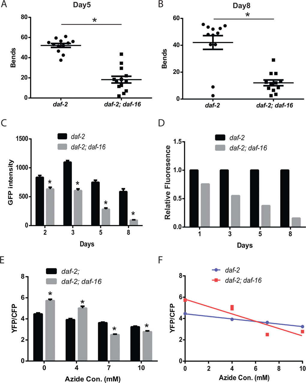 The daf-2 mutants exhibit daf-16-dependent increases in muscle function and mitochondrial mass.daf-2 mutant animals exhibit increased thrashing behavior in liquid, compared to daf-2 daf-16 mutants, as shown by the measurement of the number bends during a 30 second period on either adult day 5 (A) or day 8 (B). N = 12 for both genotypes and ages. * represents p t‐test. (C) The daf-2 daf-16 mutants show a lower mitochondrial mass and larger age-related decline as shown by the digital imaging and quantitation of animals expressing a mitochondrial-localized GFP. N >12 for all genotypes and ages. * represents p t‐test. The declines in mitochondrial mass are particularly evident when the data in (C) is replotted to set the daf-2 fluorescence on each data to 1.0 (D). (E) The daf-2 daf-16 mutants show less mitochondrial reserve when activity is reduced by treatment with the mitochondrial inhibitor sodium azide as shown by the imaging of the ATeam ratiometric reporter. Each bar represents the ATeam YFP/CFP ratio from daf-2 or daf-2 daf-16 mutant animals treated with the indicated concentration of sodium azide. N = 60 - 70 worms per genotype and treatment. * represents p t‐test. (F) The differing declines in muscle ATP levels produced by the azide treatment can also be seen when the data from (E) is replotted as an X-Y graph.