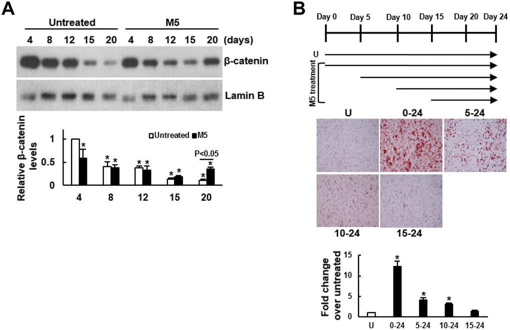 Delineation of the mechanism underlying the enhancing effect of MCC-555 on the osteoblastic differentiation of C3H10T1/2 cells. (A) Western blot analyses. Confluent C3H10T1/2 cells were induced to undergo osteoblastic differentiation with either vehicle (Untreated) or MCC-555 co-treatment (5 μM, M5). Cells were harvested at the times as indicated for the preparation of nuclear fractions. β-catenin and Lamin B (as a normalizer) were detected and quantitated. Relative β-catenin levels were calculated by comparing the normalized signals of MCC-555-treated cells to that of the untreated cells at day 4 (to which a value of 1 was assigned). Data represent the mean ± S.D. from three experiments. One-way ANOVA plus Scheffe’s post hoc tests were used to analyze the differences. *, PB) Osteoblastic induction. Confluent C3H10T1/2 cells were induced to undergo osteoblastic differentiation. Five μM MCC-555 (M5) was added at days 0, 5, 10, and 15 as indicated in the schematic presentation (upper), and was changed along with the media every 3 days. Cells were stained with Alizarin Red S at the 24th day. Representative photos are shown (lower). The stains were quantitated, and the signals of the MCC-555-treated cells were compared to that of the vehicle-untreated cells (U) (to which a value of 1 was assigned). One-way ANOVA plus Scheffe’s post hoc tests were used to analyze the differences. *, P