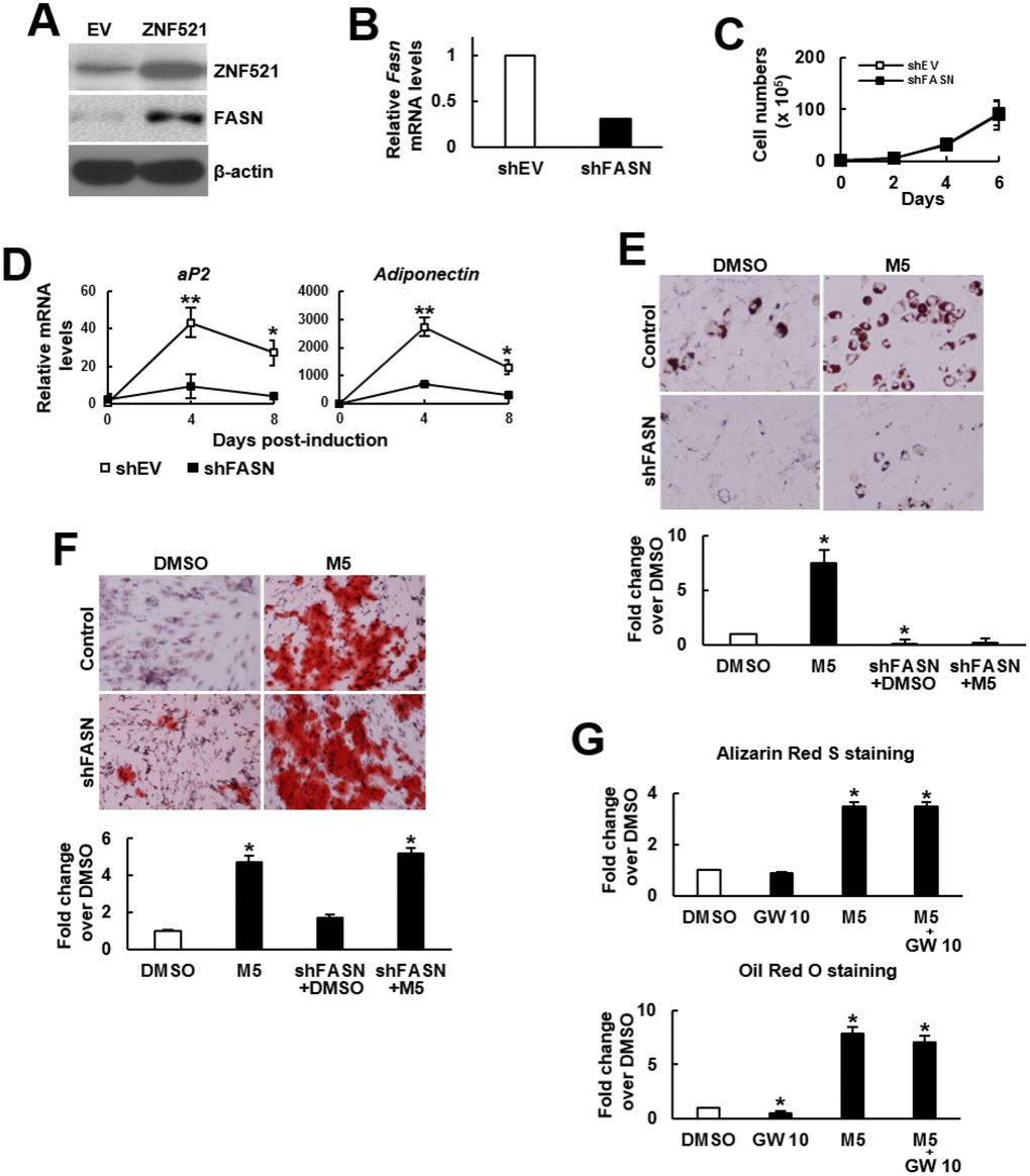 Effect of MCC-555 plus FASN knockdown or GW9662 on the adipogenic and osteoblastic differentiation of C3H10T1/2 cells. (A) Western blot analysis. ZNF521 overexpression induced FASN expression in C3H10T1/2 cells. (B) RT-qPCR analyses showed the Fasn mRNA levels of control (shEV) and FASN-knockdown (shFASN) cells. (C) Cell proliferation assays. shEV and shFASN cells were seeded (1 x 105/plate) and counted at the time indicated. Data represent the mean ± S.D. from three experiments. (D) RT-qPCR analyses. Confluent shEV and shFASN cells were induced to undergo adipogenic differentiation, the expression kinetics of aP2 and adiponectin mRNAs were examined at the times indicated. *, P-5; **, P-6 versus counterpart shEV control. (E) Adipogenic induction. Confluent shEV and shFASN cells were induced to undergo adipogenic differentiation. The cells were co-treated with 5 μM MCC-555 or DMSO in the first 3 days. Cells were stained with Oil Red O at the 8th day. Representative photos are shown. The stains were quantitated, and the signals of the MCC-555-treated cells were compared to that of the DMSO control cells (to which a value of 1 was assigned). One-way ANOVA plus Scheffe’s post hoc tests were used to analyze the differences. *, PF) Osteoblastic induction. Confluent shEV and shFASN cells were induced to undergo osteoblastic differentiation. The shEV cells were co-treated with either 5 μM MCC-555 or DMSO, whereas the shFASN cells were co-treated with 5 μM MCC-555. Cells were stained with Alizarin Red S at the 28th day. Representative photos are shown. The stains were quantitated, and the signals of the MCC-555-treated cells were compared to that of the DMSO control cells (to which a value of 1 was assigned). One-way ANOVA plus Scheffe’s post hoc tests were used to analyze the differences. *, PG) Confluent C3H10T1/2 cells were induced to undergo osteoblastic (upper) and adipogenic (lower) differentiation. Osteoblastic induction was accompanied by co-treated with DMSO, MCC-555 (5 μM), GW9662 (10 μM), or MCC-555 plus GW9662 (M5+GW10), whereas adipogenic induction was accompanied by those co-treatments in the first 3 days. Cells were stained with Oil Red O at the 8th day or with Alizarin Red S at the 28th day. The stains were quantitated, and the signals were compared to that of the DMSO control cells (to which a value of 1 was assigned respectively). One-way ANOVA plus Scheffe’s post hoc tests were used to analyze the differences. *, P