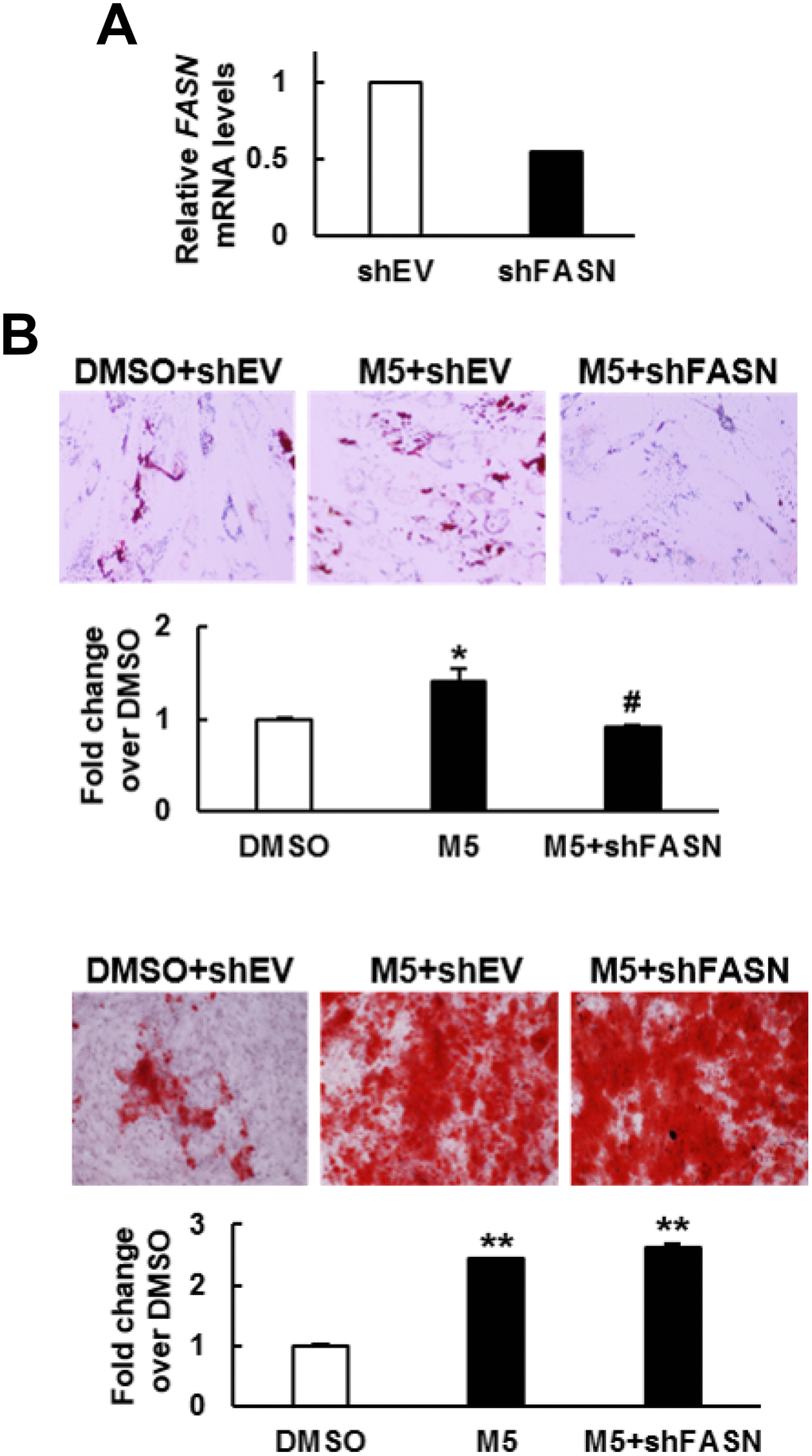 Effect of MCC-555 plus FASN knockdown on the adipogenic and osteoblastic differentiation of human bmMSCs. (A) RT-qPCR analyses showed the FASN mRNA levels of control (shEV) and FASN-knockdown (shFASN) cells. (B) Confluent shEV and shFASN cells were induced to undergo adipogenic (upper panel) and osteoblastic (lower panel) differentiation. The shEV cells were co-treated with either 5 μM MCC-555 or DMSO, whereas the shFASN cells were co-treated with 5 μM MCC-555. Cells were stained with Oil Red O at the 12th day, and with Alizarin Red S at the 14th day. Representative photos are shown. The stains were quantitated, and the signals of the MCC-555-treated cells were compared to that of the DMSO control cells (to which a value of 1 was assigned). *, P#, P=0.73; **, P