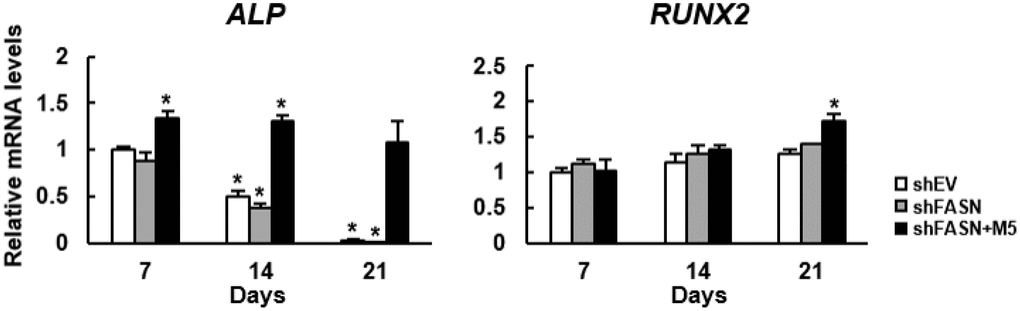 Effect of MCC-555 to the osteoblastic differentiation of 3-dimentional bmMSC cultures. Scaffolds which contained either control (shEV) or FASN-knockdown (shFASN) or FASN-knockdown plus MCC-555 (5 μM) co-treated (shFASN+M5) human bmMSCs were incubated under osteoblastic induction in the bioreactor, and retrieved at days 7, 14, and 21 for total RNA preparation. The levels of RUNX2 and ALP mRNAs were measured by RT-qPCR analyses. Normalized signals were compared to those of shEV of day 7 (to which a value of 1 was assigned). Data represent the mean ± S.D. from three experiments. One-way ANOVA plus Scheffe’s post hoc tests were used to analyze the differences. *, P